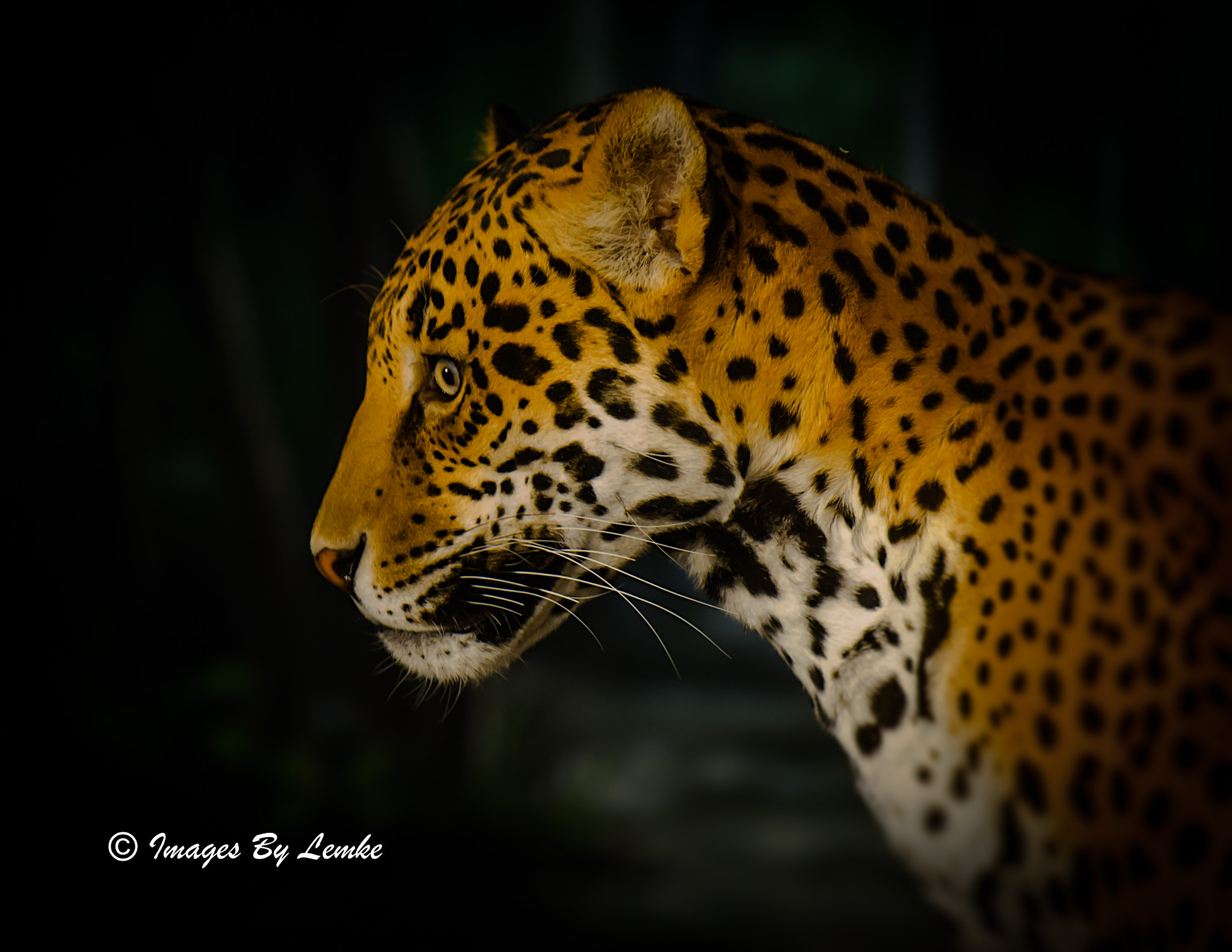 Nikon D3S sample photo. Frankie profile photography