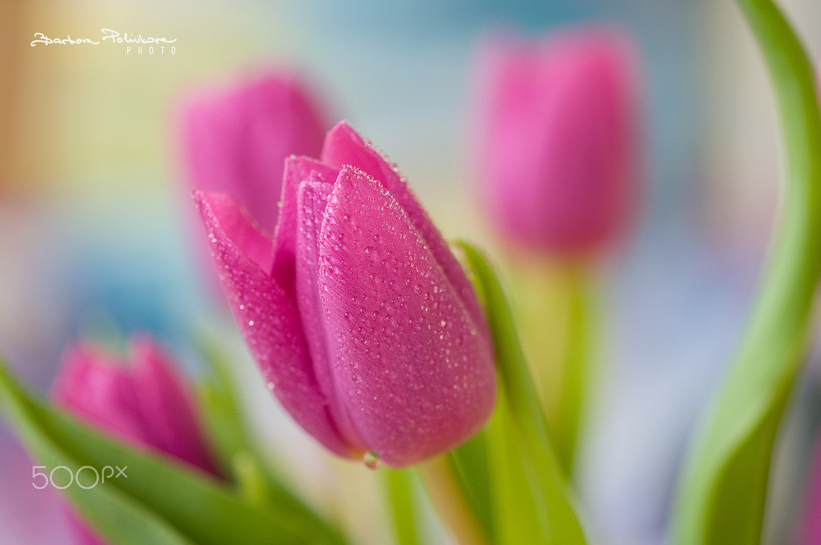 Nikon AF-S Micro-Nikkor 60mm F2.8G ED sample photo. Fresh love photography