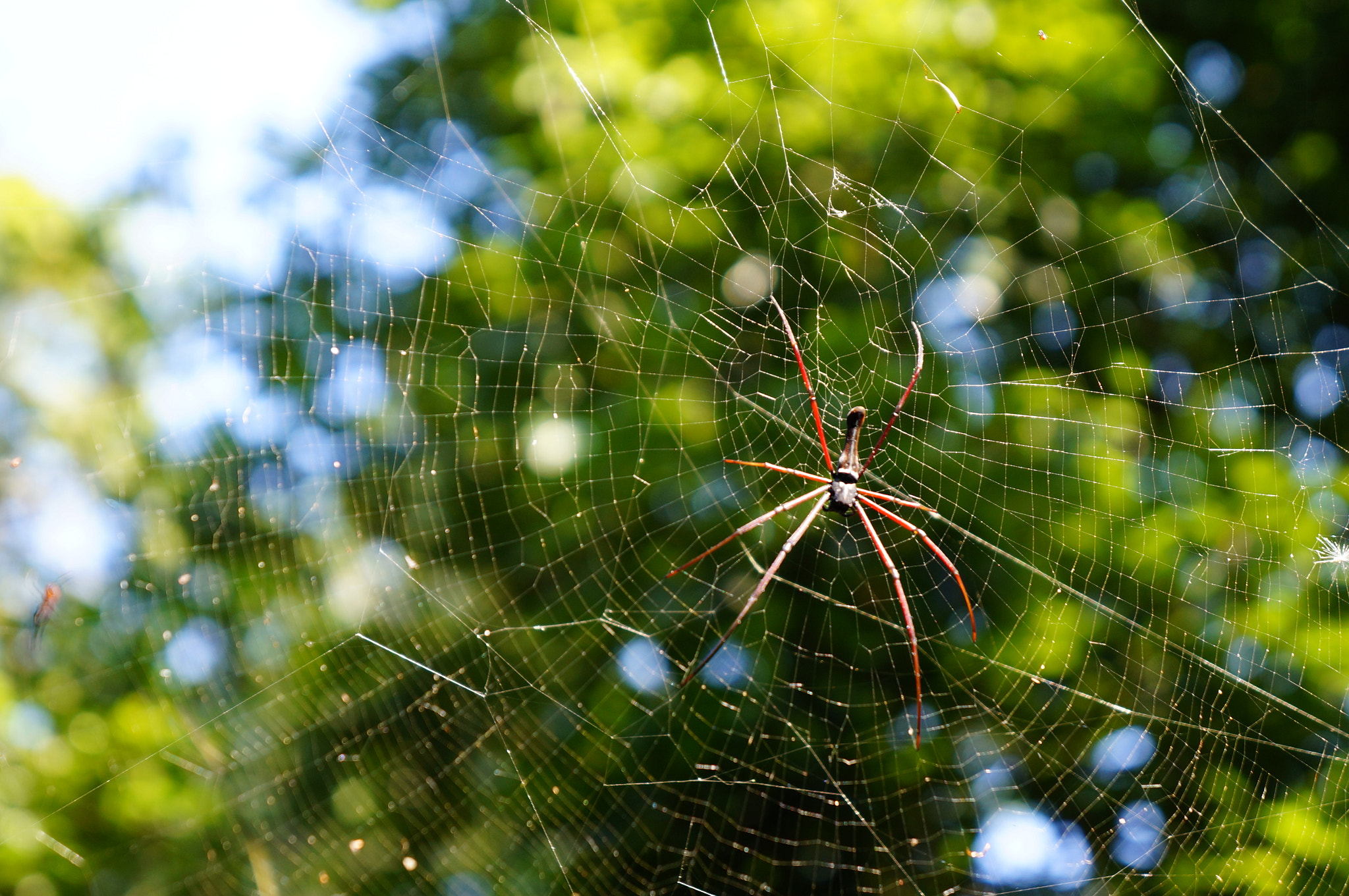 Sony Alpha NEX-F3 + Sony E 18-55mm F3.5-5.6 OSS sample photo. Cobweb photography