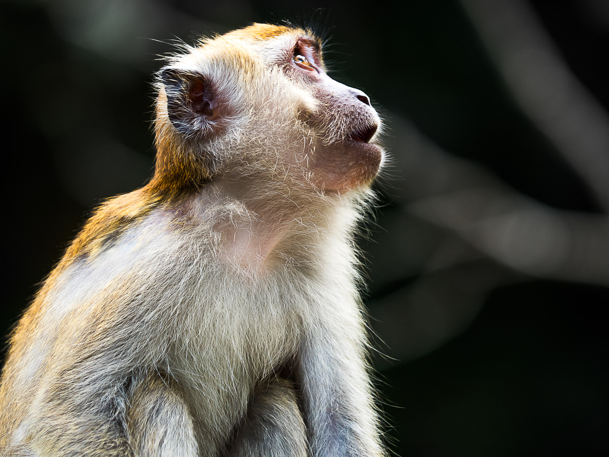 Olympus OM-D E-M5 II + Olympus M.Zuiko Digital ED 40-150mm F2.8 Pro sample photo. Barbary macaque photography