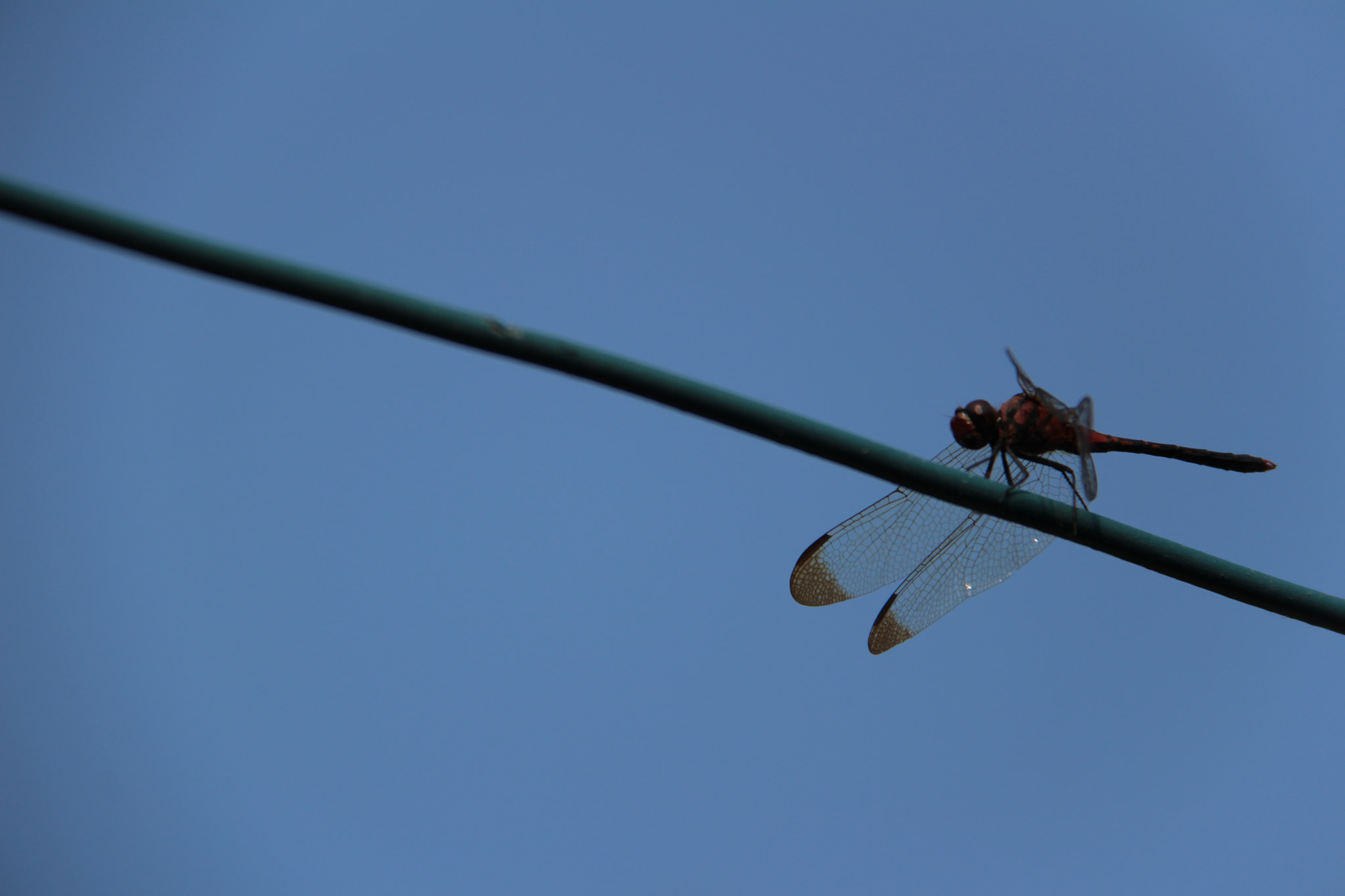 Canon EF-S 18-200mm F3.5-5.6 IS sample photo. 잠자리``````공중곡예^^ photography