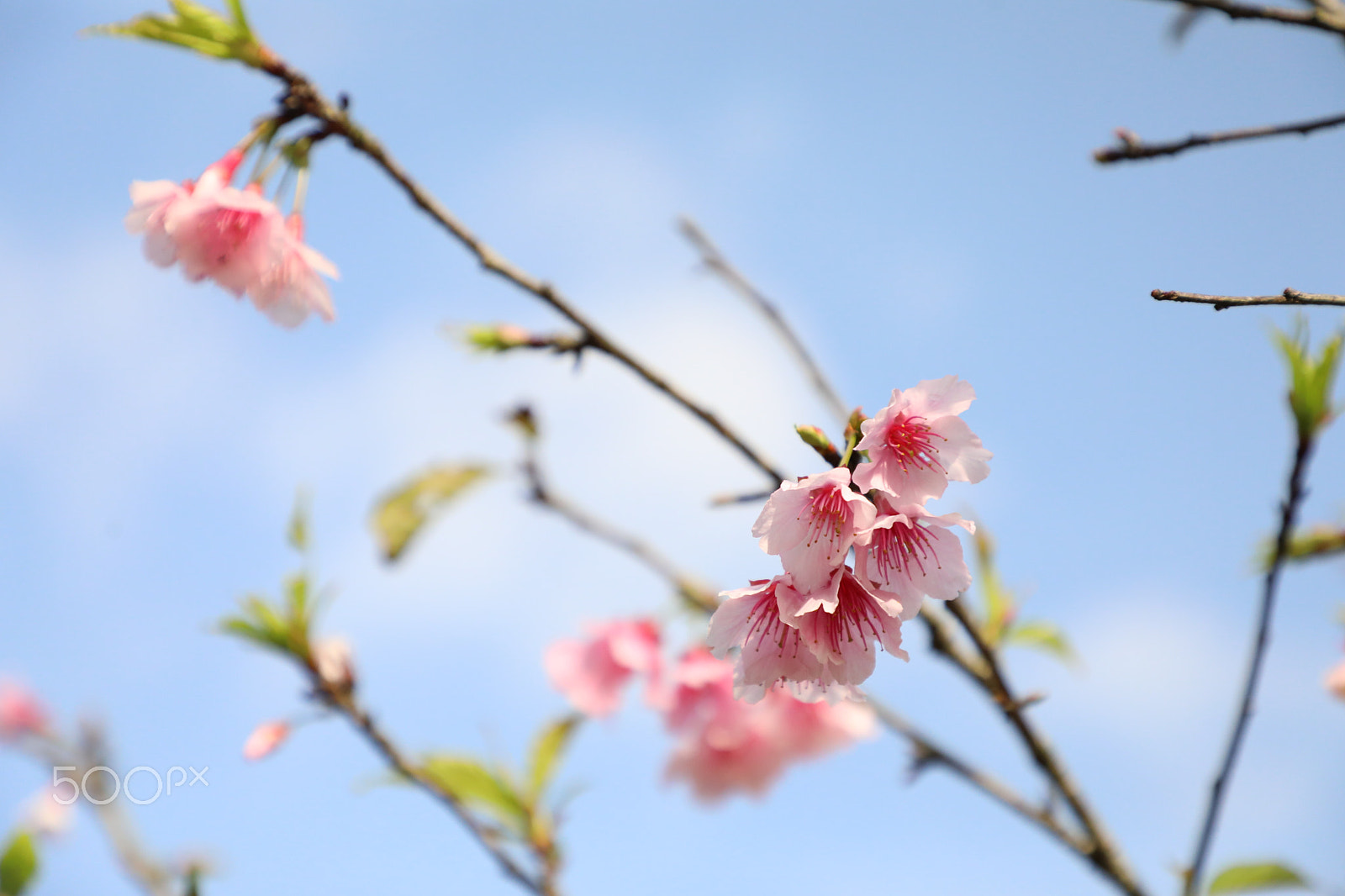 Canon EF 24-105mm F4L IS II USM sample photo. Meihua lake, yilan, taiwan photography