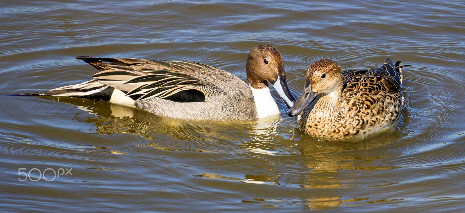 Canon EOS 60D sample photo. Northern pintail ducks photography