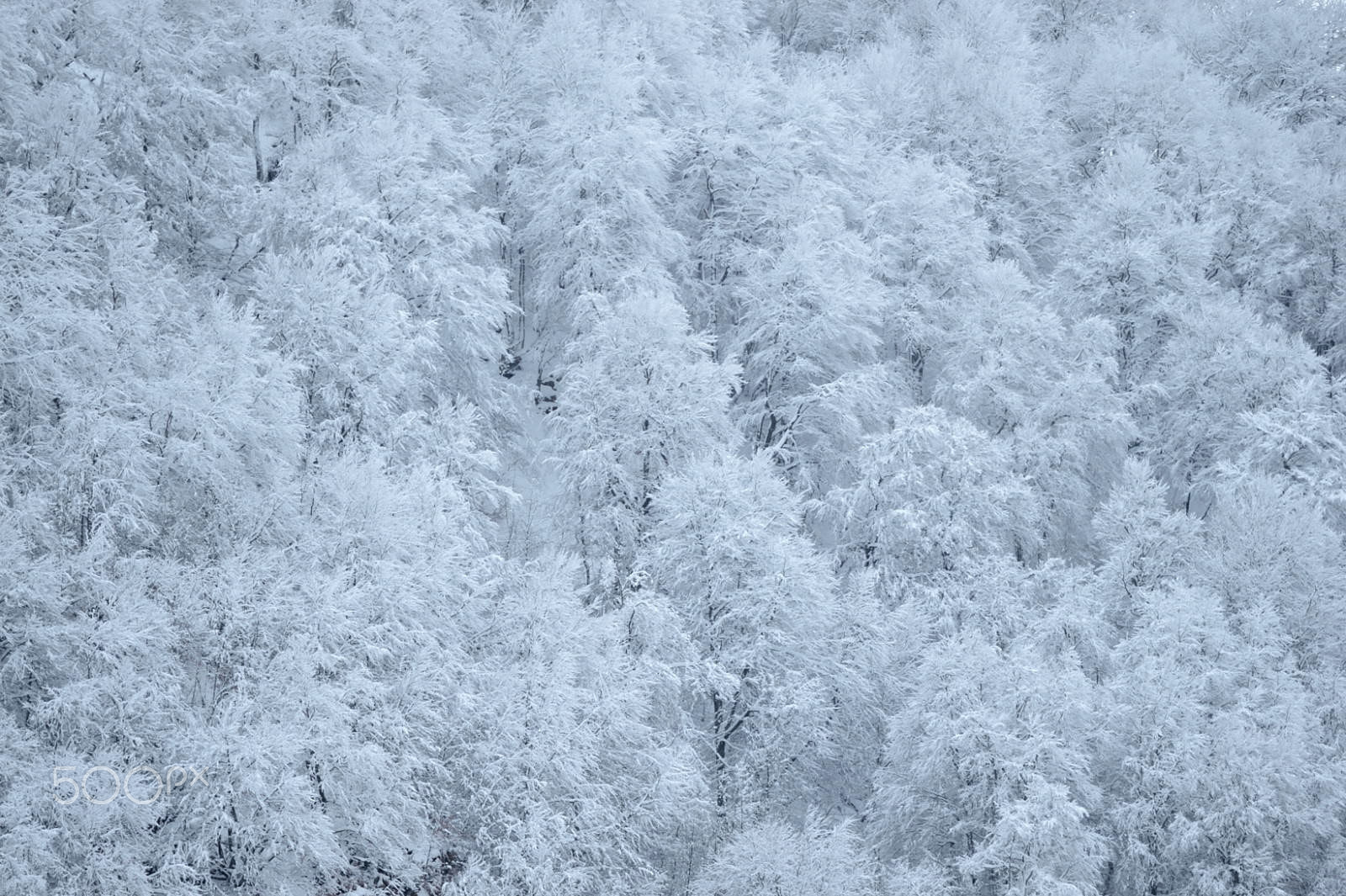 Nikon D4 sample photo. Trees under snow photography