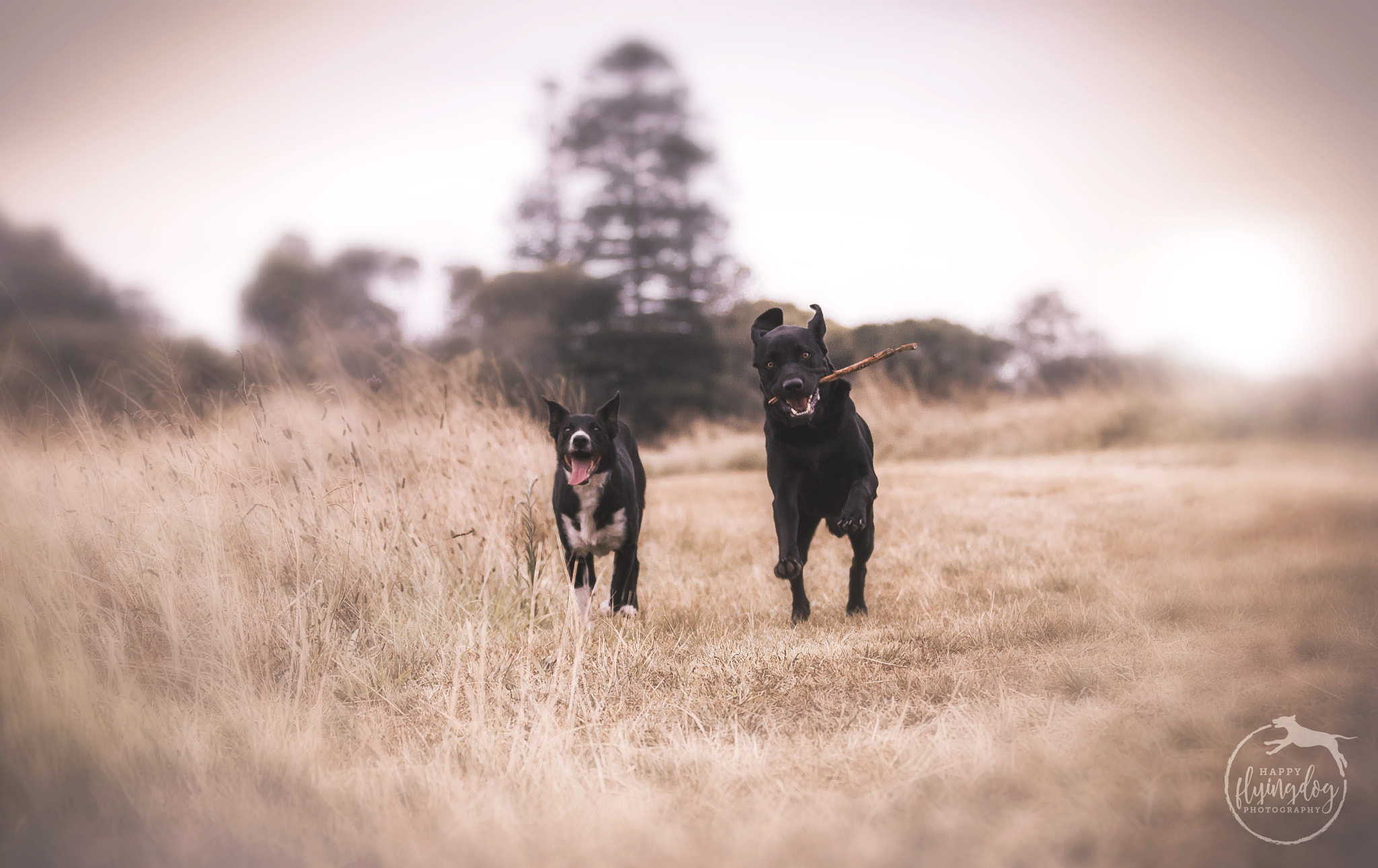 Canon EOS 50D sample photo. Fetching! photography