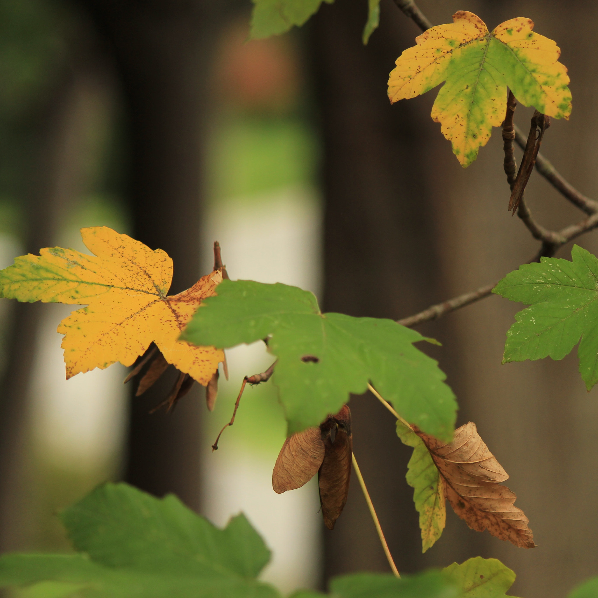 Canon EOS 550D (EOS Rebel T2i / EOS Kiss X4) sample photo. Ataturk arboretum in istanbul, turkey photography