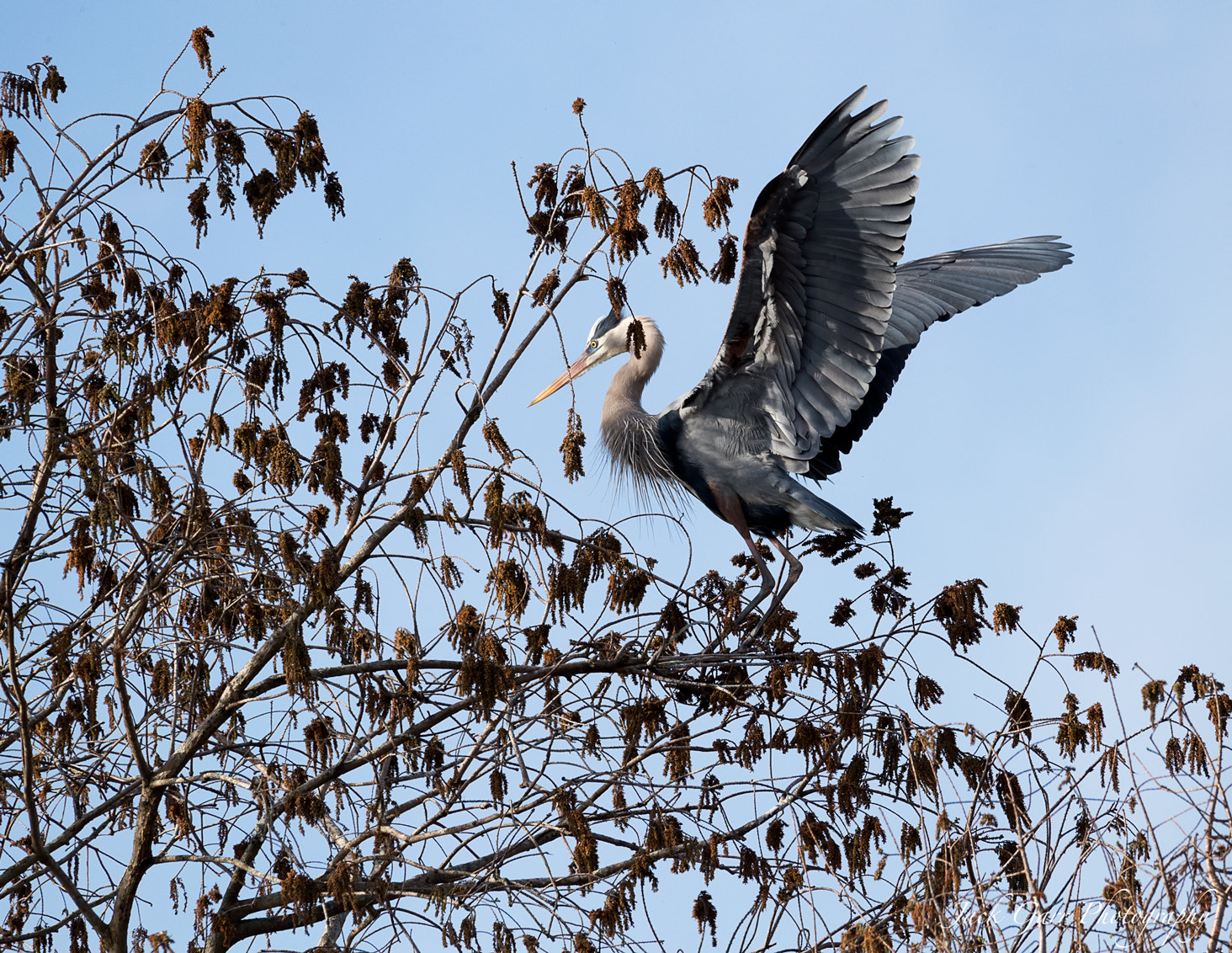 Canon EOS-1D X Mark II + 150-600mm F5-6.3 DG OS HSM | Sports 014 sample photo. Great blue heron landing in tree top photography