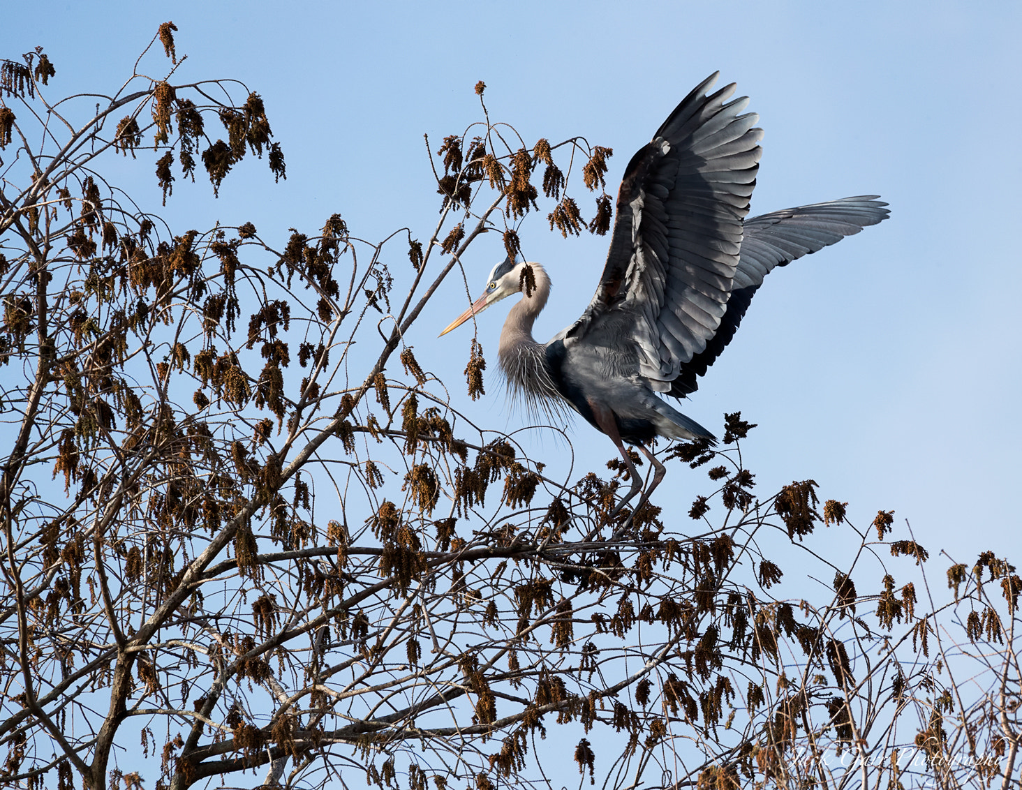 150-600mm F5-6.3 DG OS HSM | Sports 014 sample photo. Great blue heron landing in tree top photography