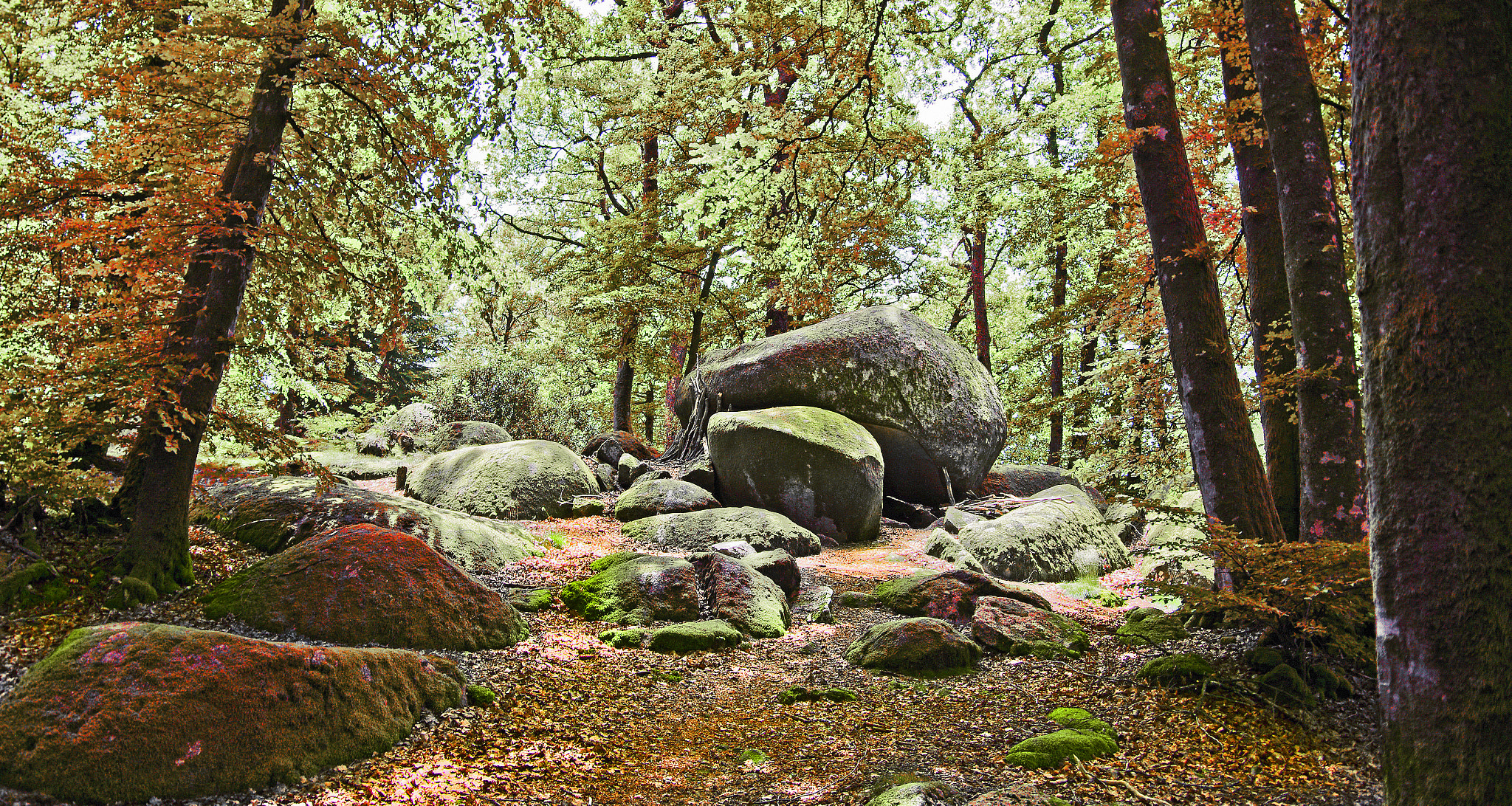 Pentax K-5 sample photo. Foret de chabrieres gueret photography