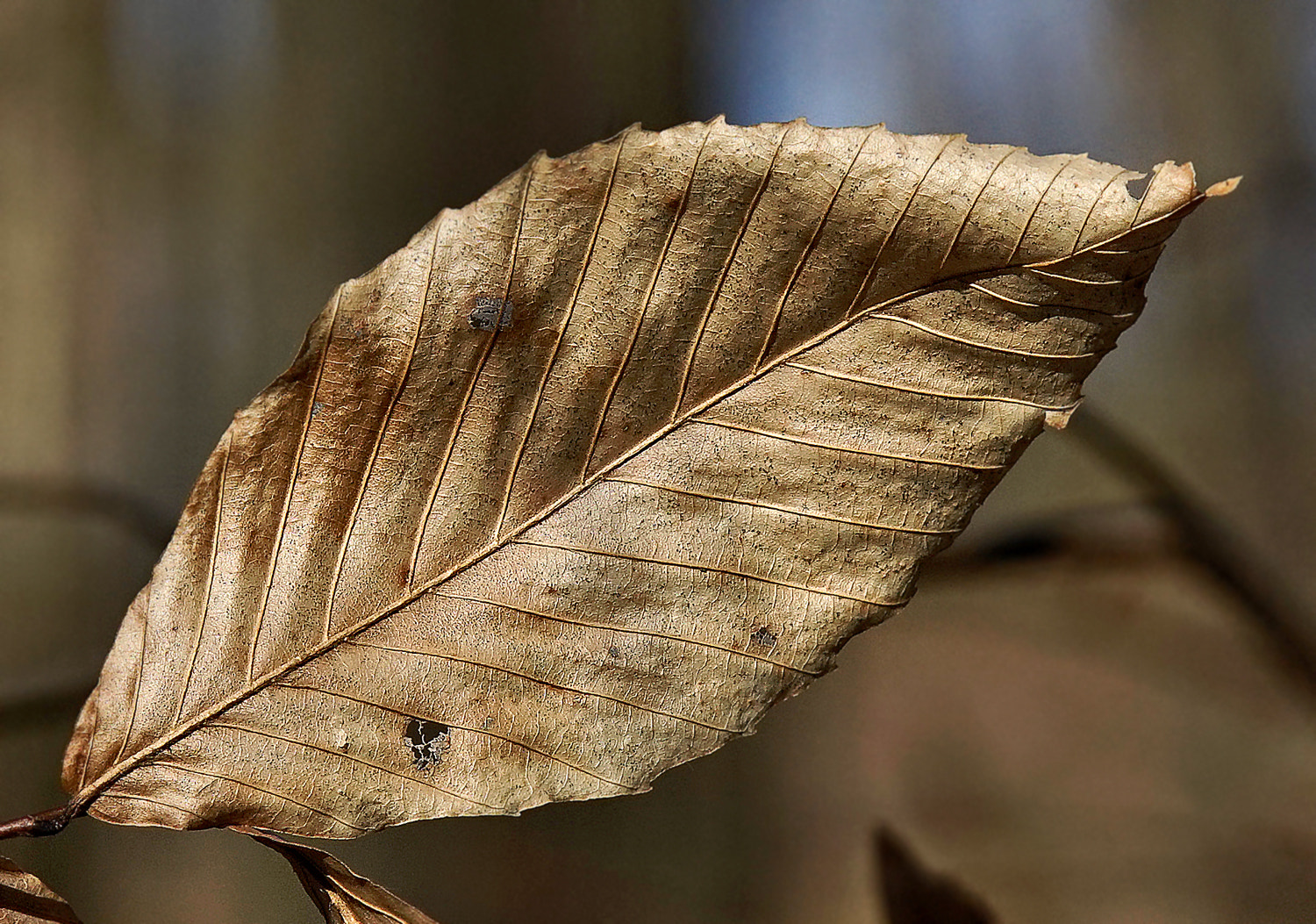 24-105mm F4 G SSM OSS sample photo. Origami unfolded photography