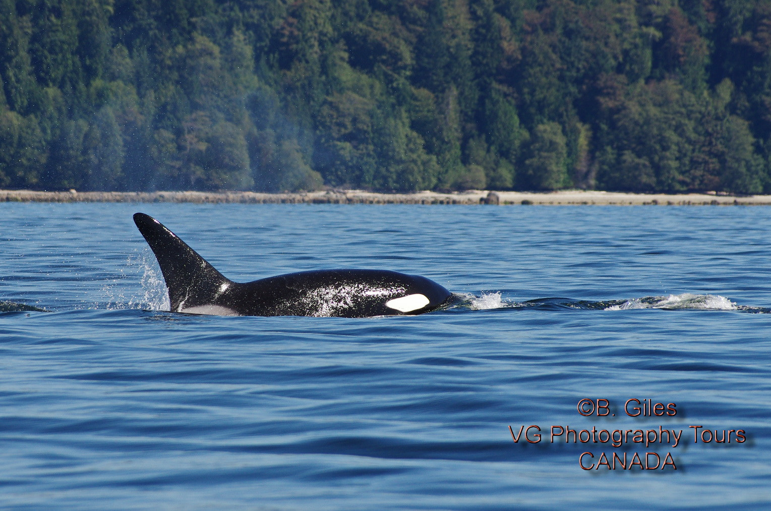 Pentax smc DA* 60-250mm F4.0 ED (IF) SDM sample photo. Orca nine o'clock photography