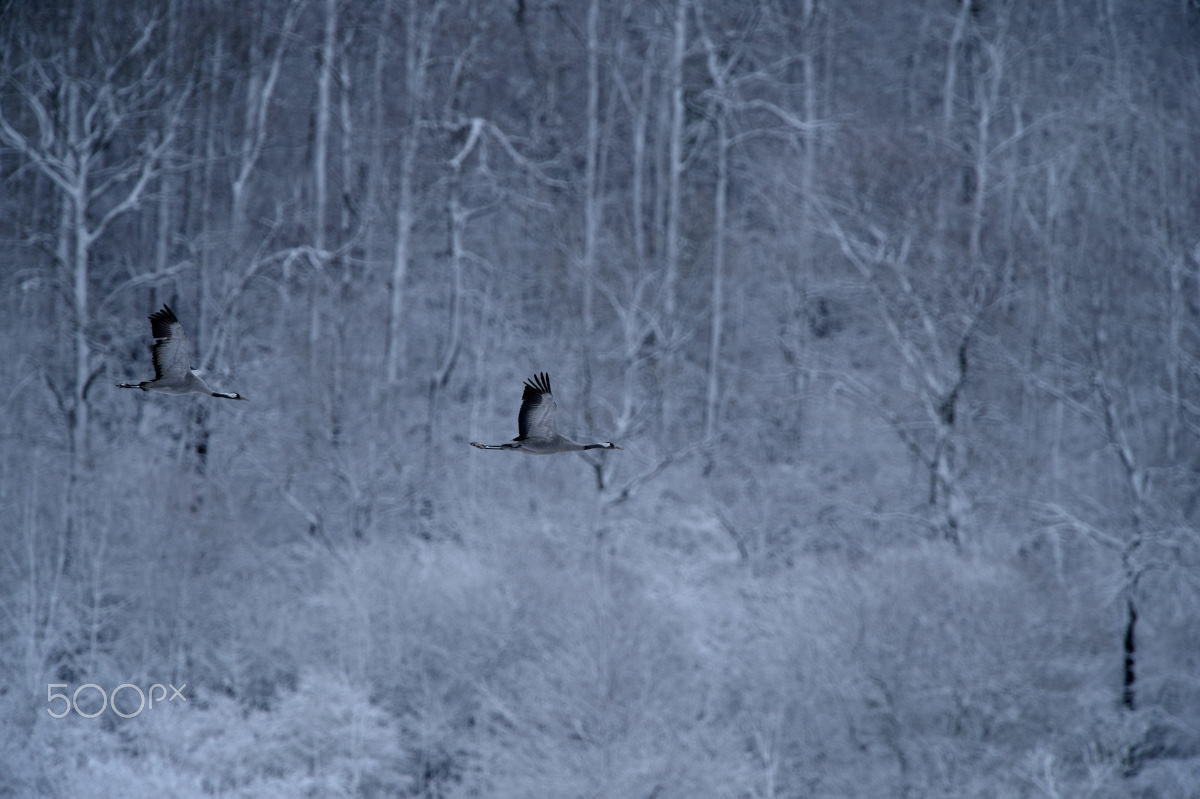 Nikon D4 + Nikon AF-S Nikkor 600mm F4G ED VR sample photo. Winter photography