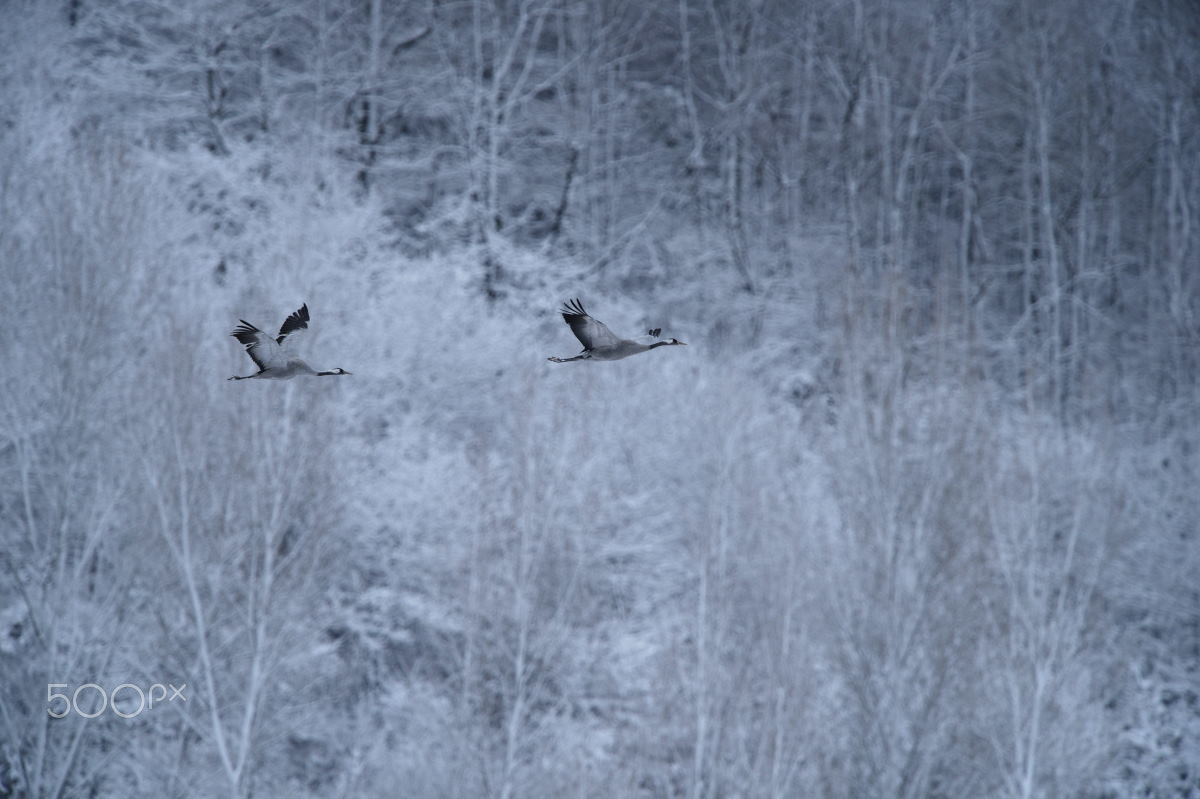 Nikon D4 + Nikon AF-S Nikkor 600mm F4G ED VR sample photo. Winter photography
