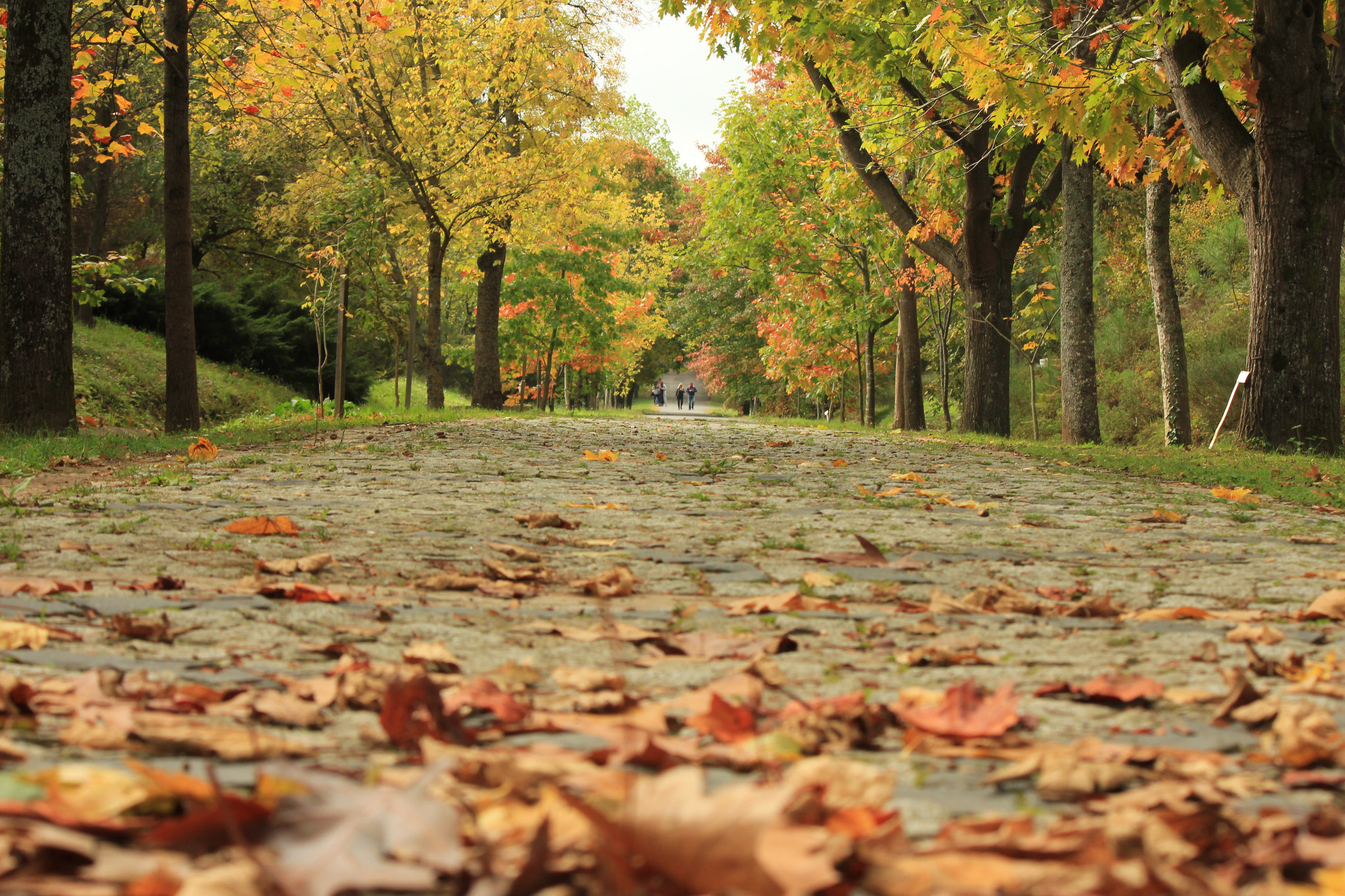 Canon EOS 550D (EOS Rebel T2i / EOS Kiss X4) sample photo. Ataturk arboretum, istanbul turkey photography
