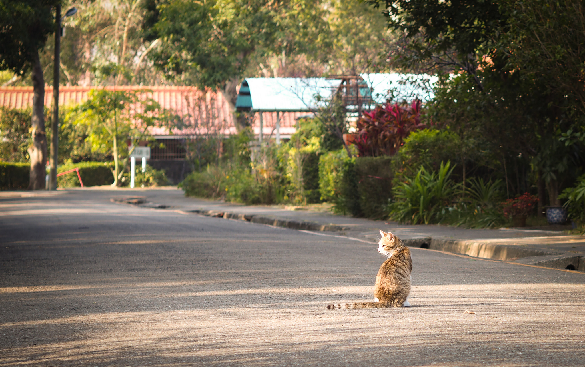 Olympus PEN-F sample photo. Alone photography