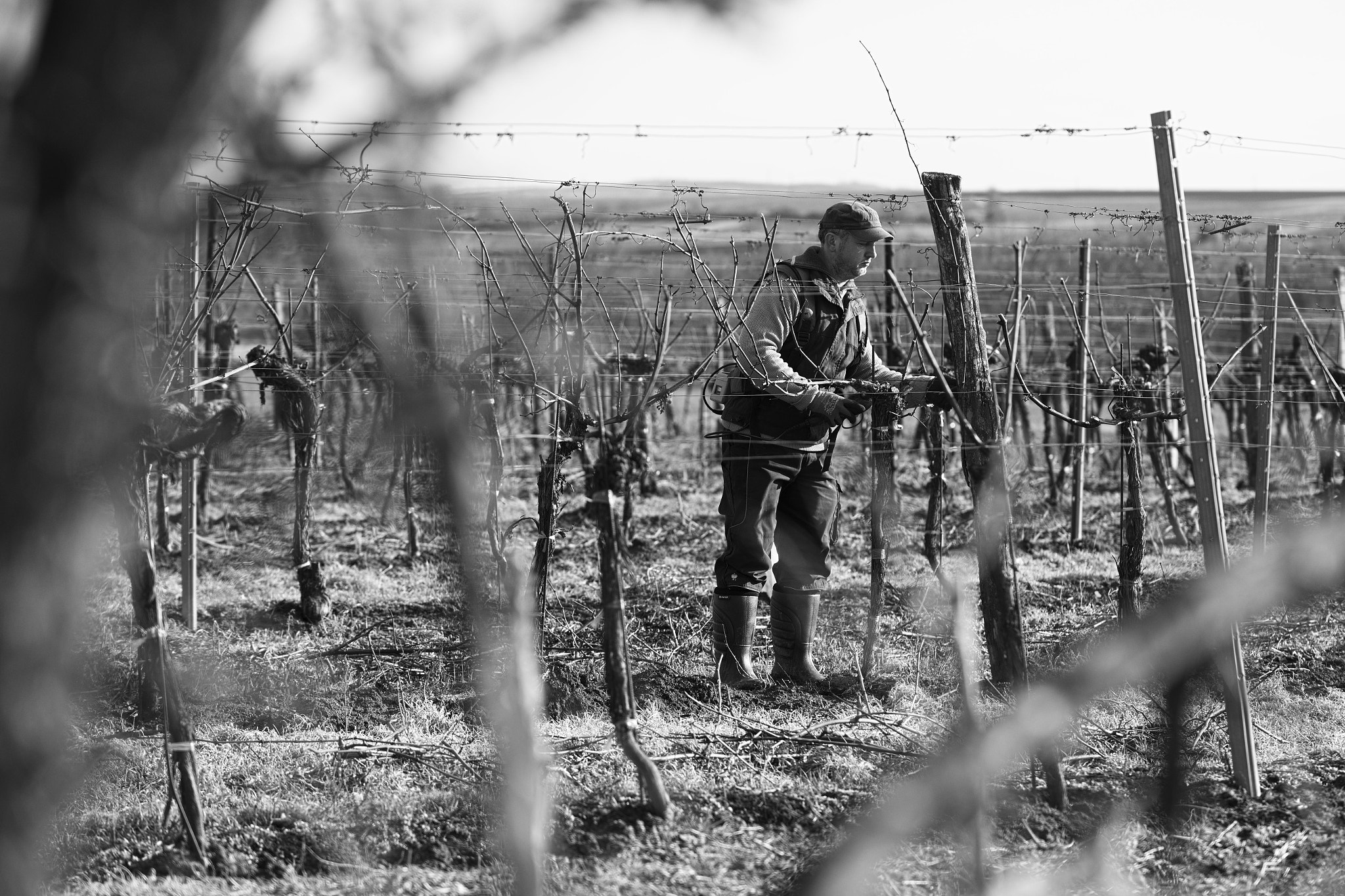 Sigma 70-200mm F2.8 EX DG OS HSM sample photo. Working in the wine yards photography