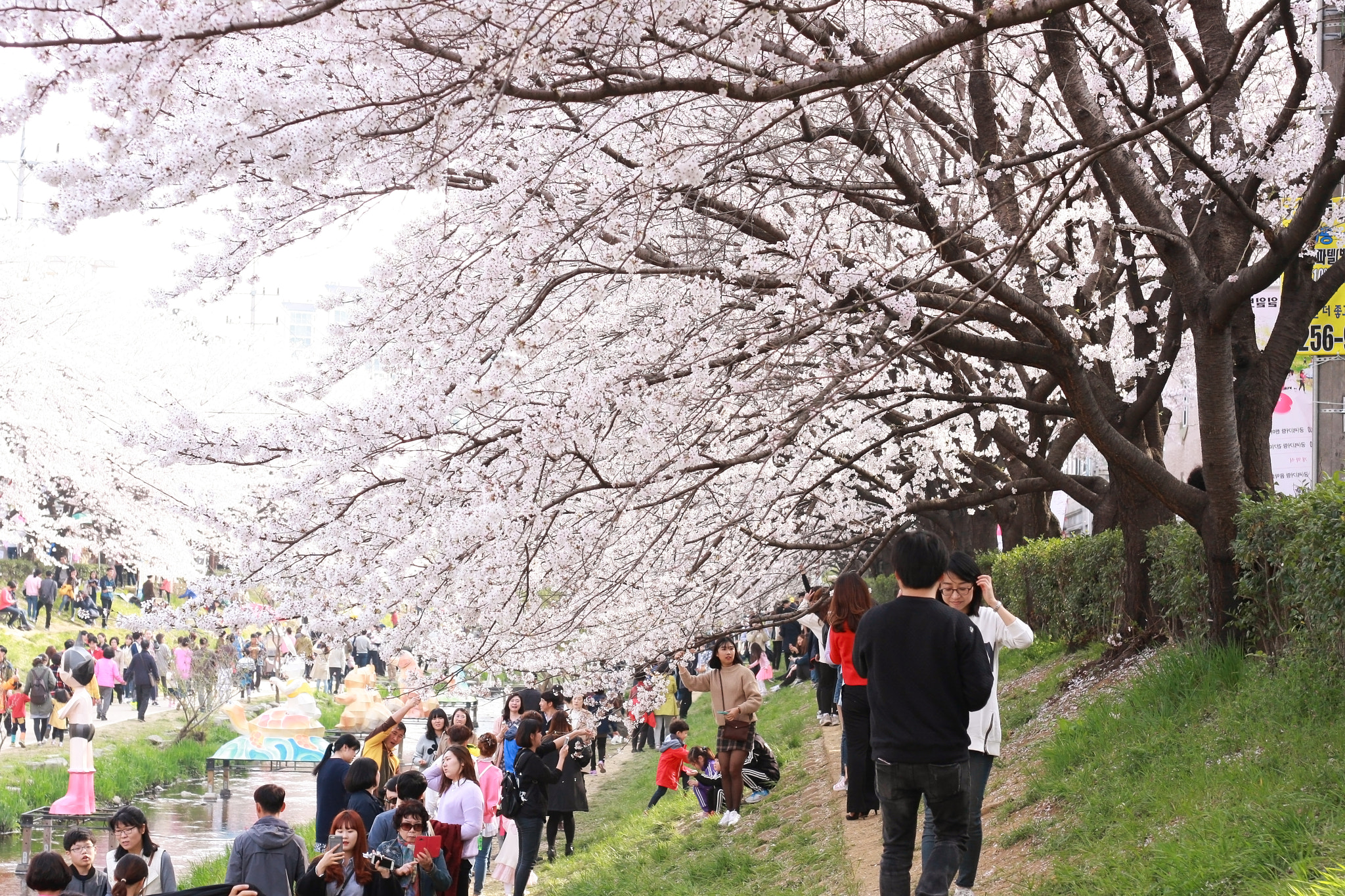 Canon EOS 40D + Canon EF 50mm F1.8 II sample photo. Cherry blossom in korea photography