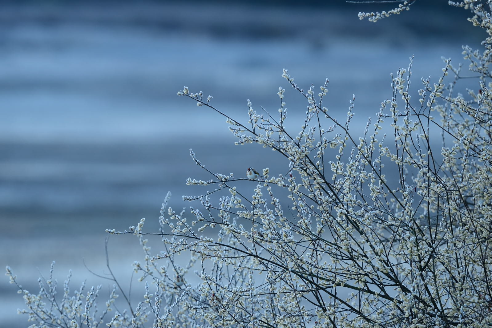 Nikon D4 + Nikon AF-S Nikkor 600mm F4G ED VR sample photo. Landscape photography