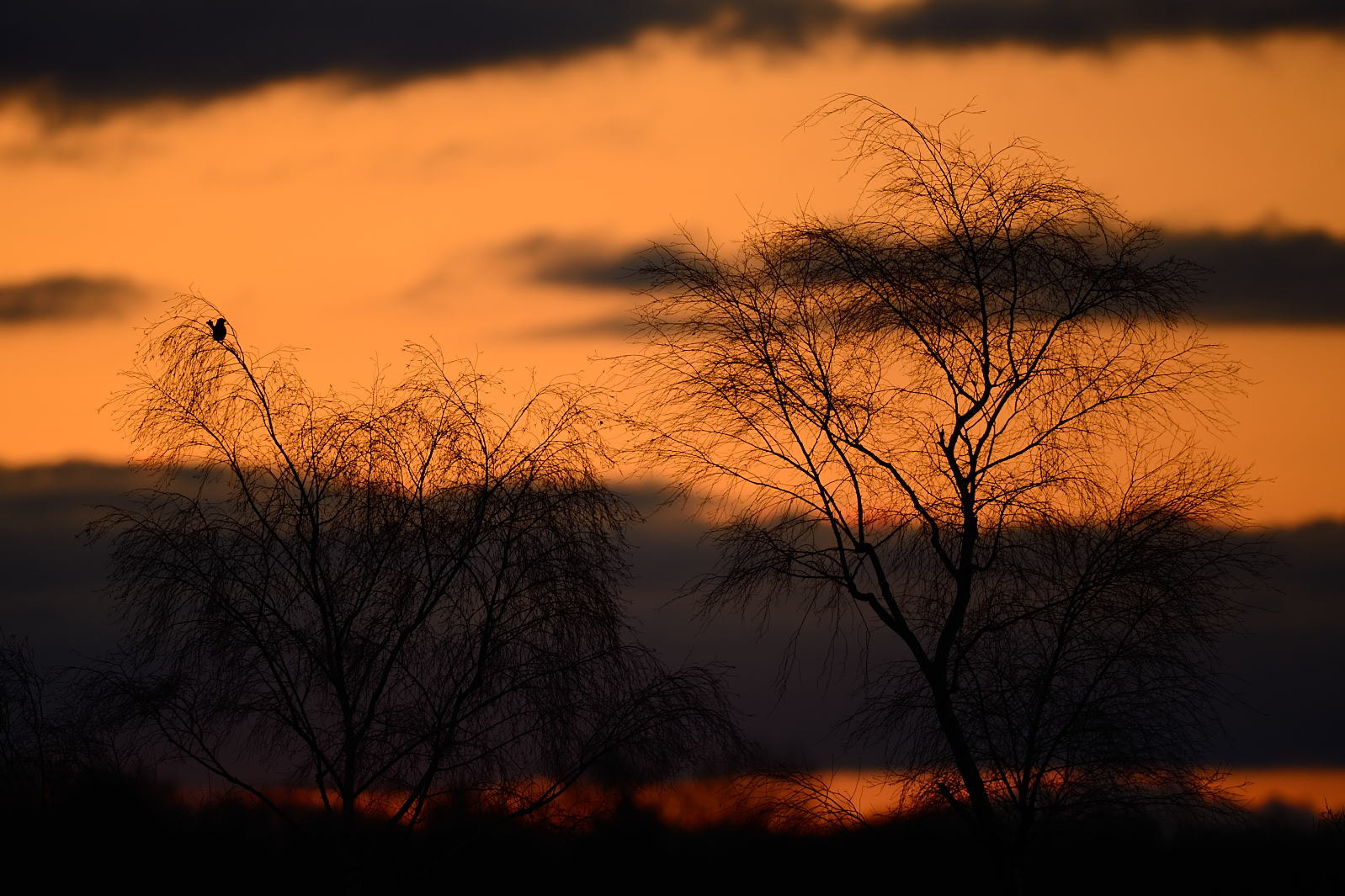 Nikon D4 + Nikon AF-S Nikkor 600mm F4G ED VR sample photo. Landscape by night photography