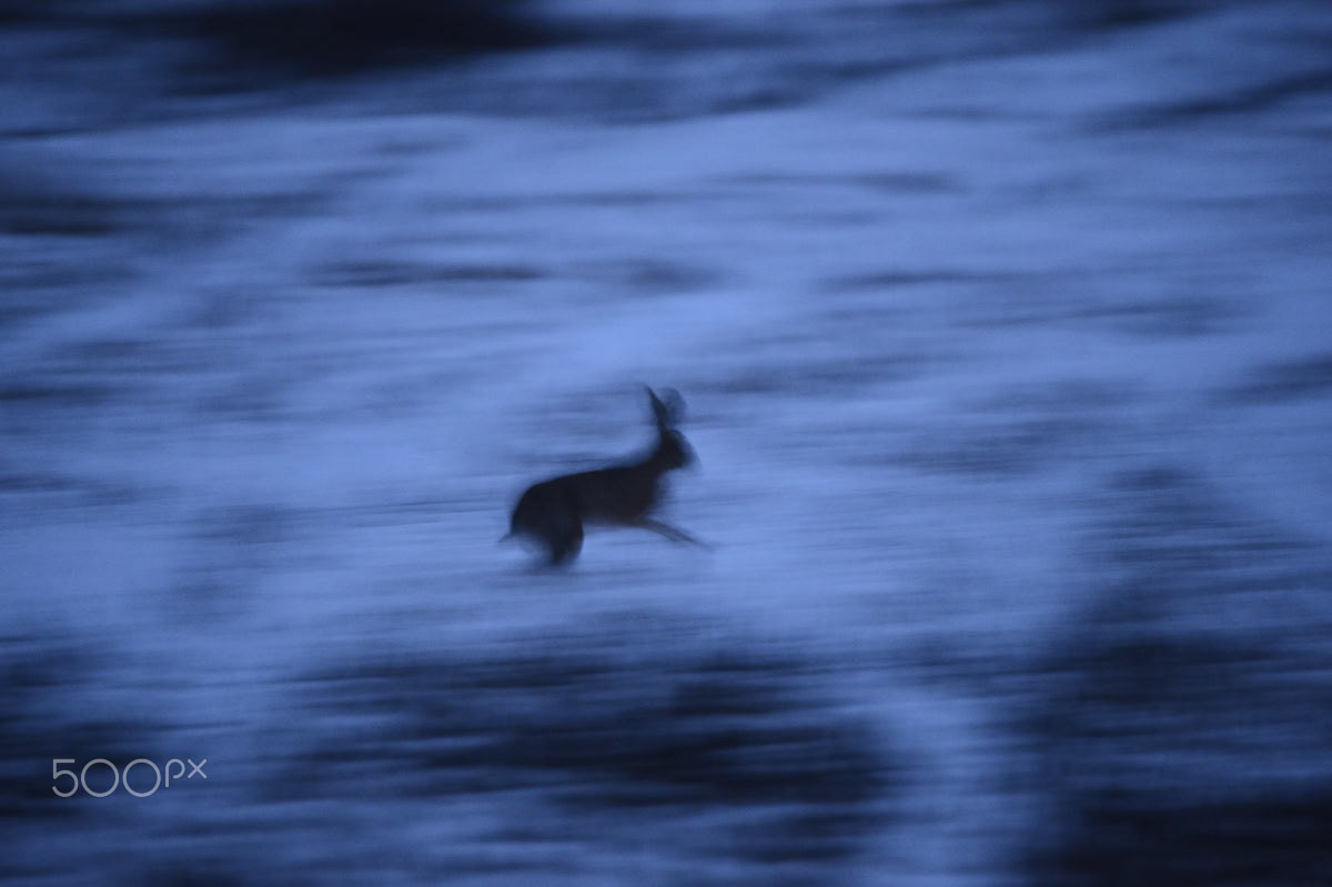 Nikon D4 + Nikon AF-S Nikkor 600mm F4G ED VR sample photo. Brown hase photography