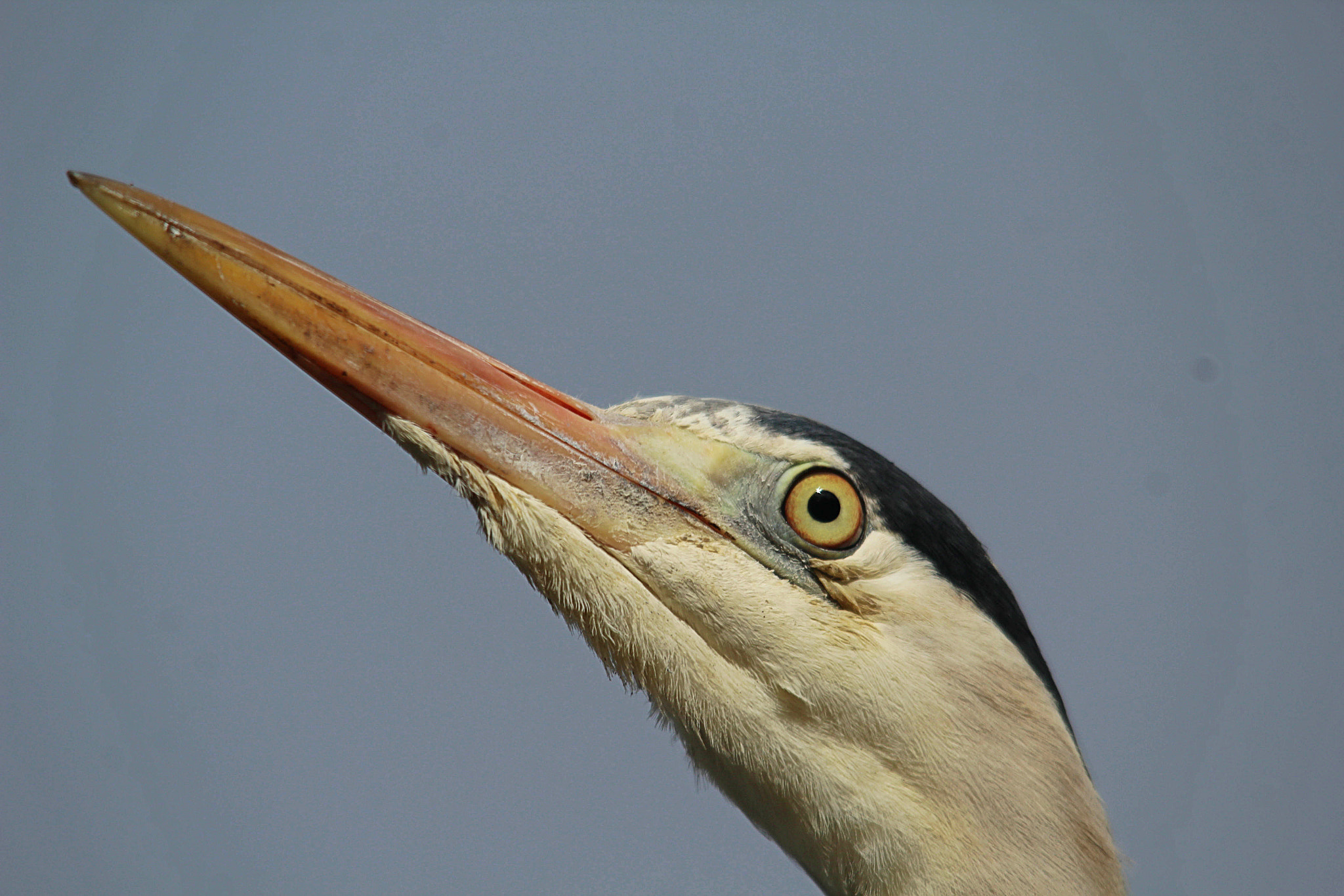 Sigma 150-500mm F5-6.3 DG OS HSM sample photo. Img photography