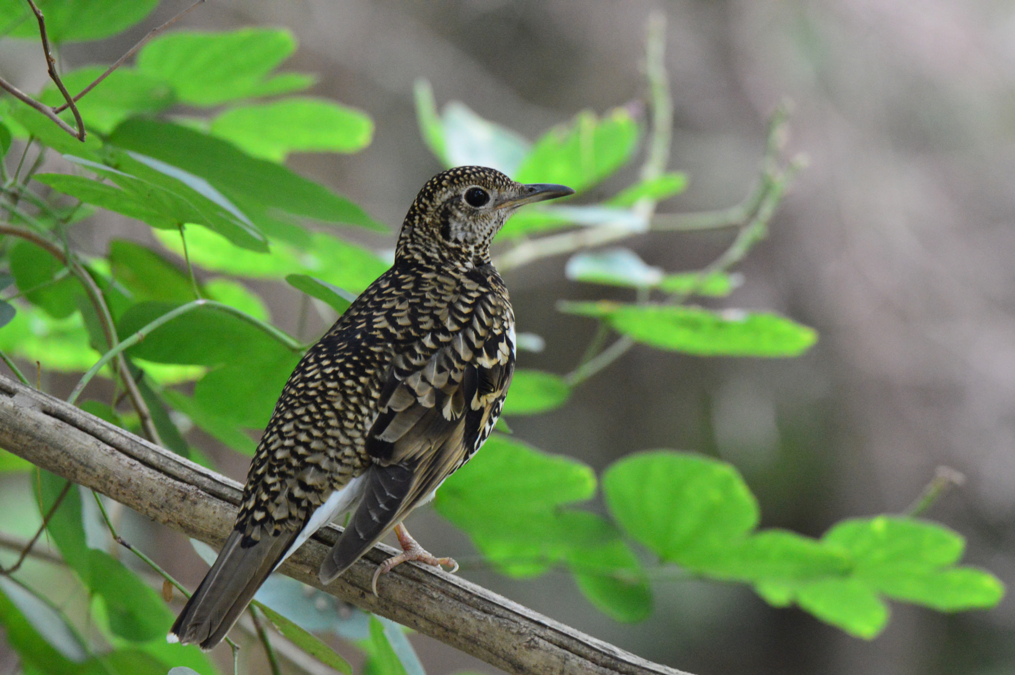 Nikon D3200 sample photo. Scaly thrush photography
