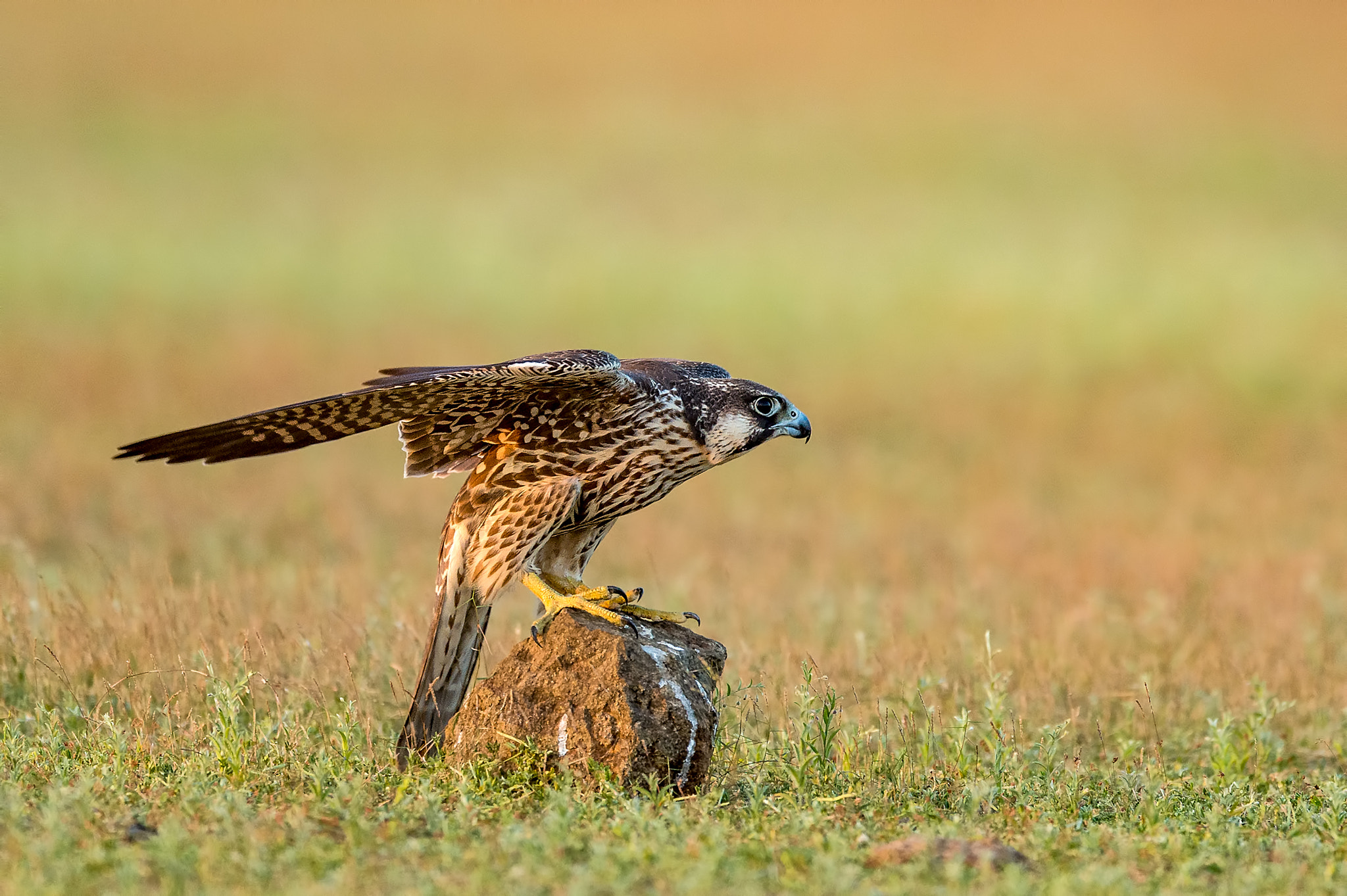 Nikon D4S sample photo. Peregrine falcon juvenile, india photography