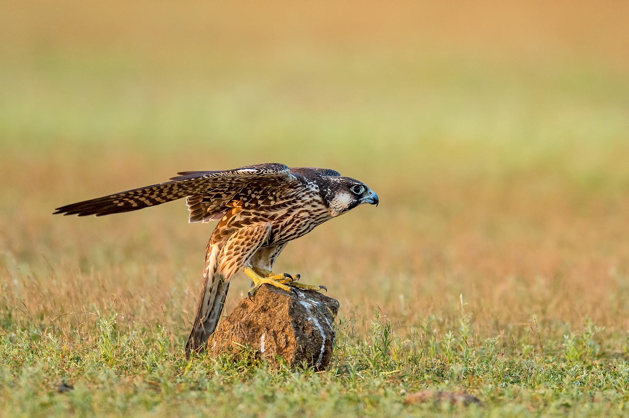 Nikon D4S + Nikon AF-S Nikkor 600mm F4E FL ED VR sample photo. Peregrine falcon juvenile, india photography