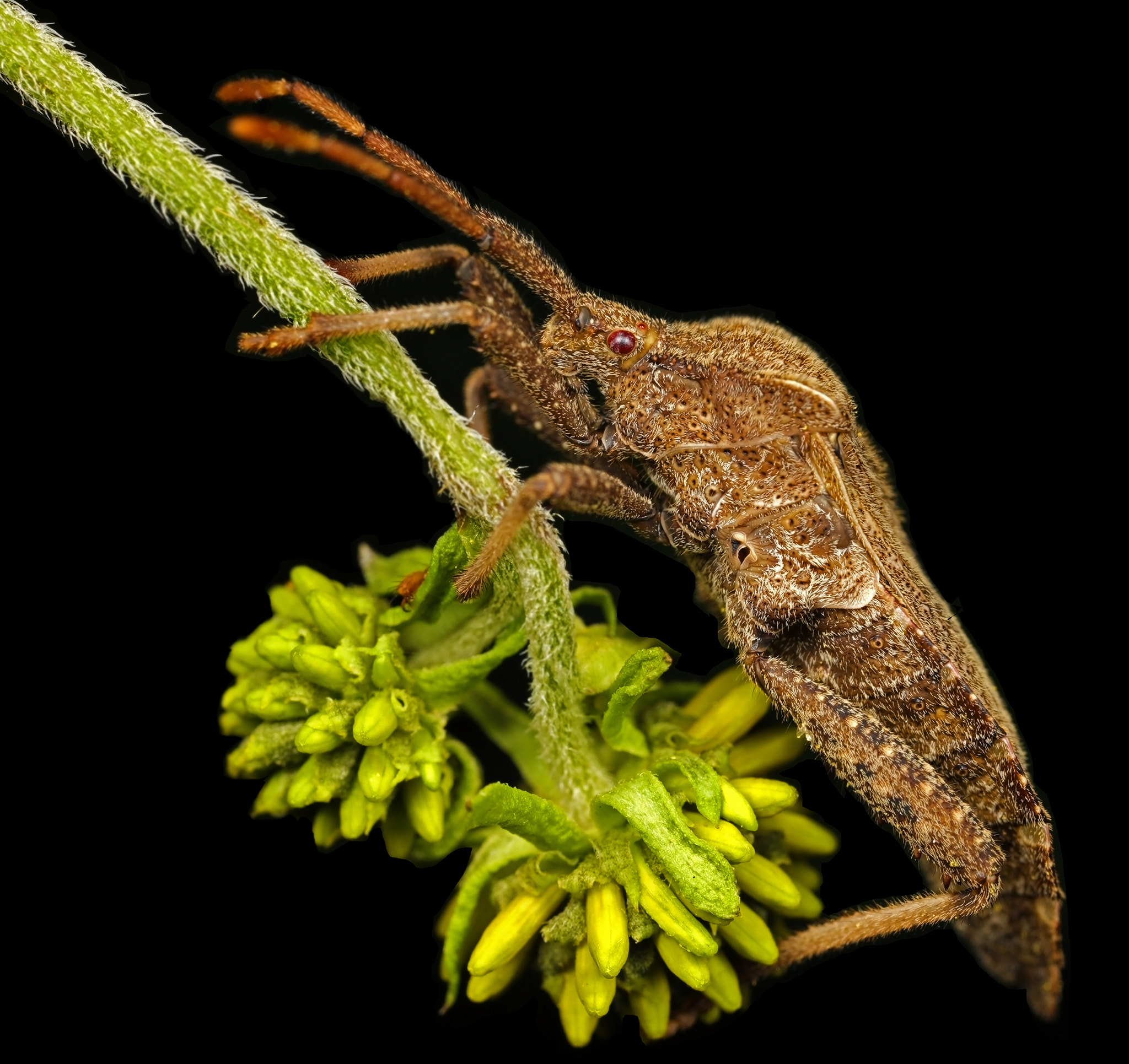 Canon EOS 5DS + Canon MP-E 65mm F2.5 1-5x Macro Photo sample photo. Just hanging around. photography