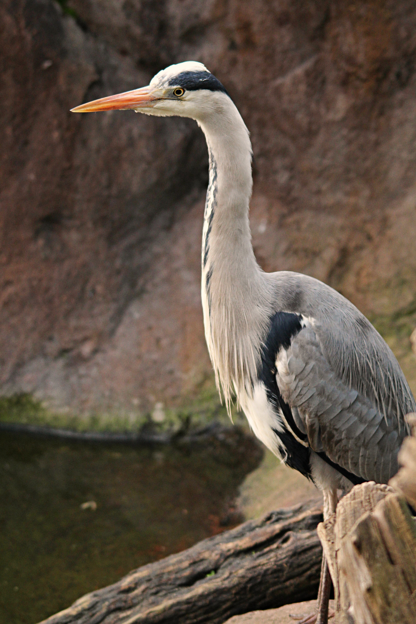 Sigma 150-500mm F5-6.3 DG OS HSM sample photo. Img photography