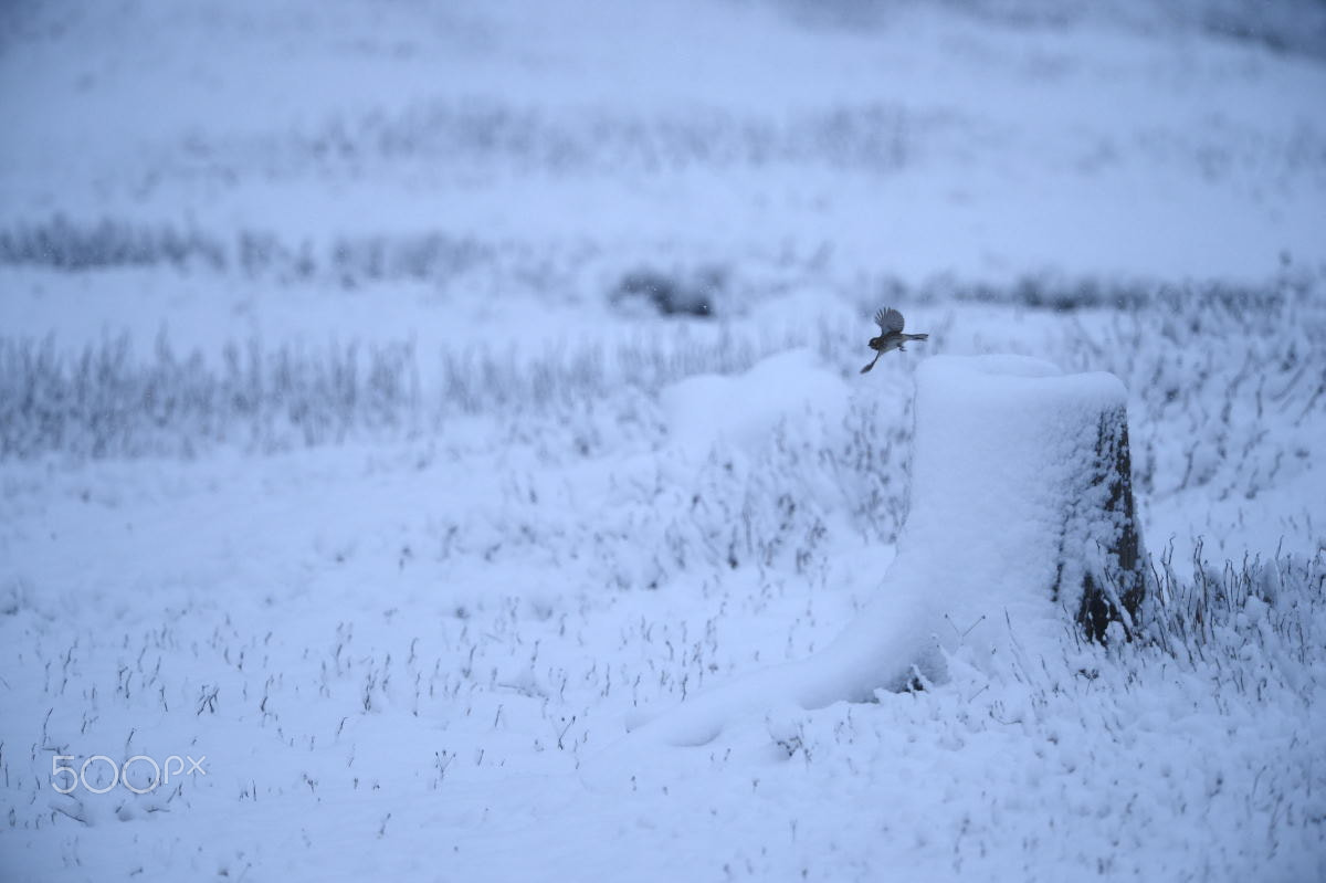 Nikon D4 + Nikon AF-S Nikkor 600mm F4G ED VR sample photo. Under snow photography