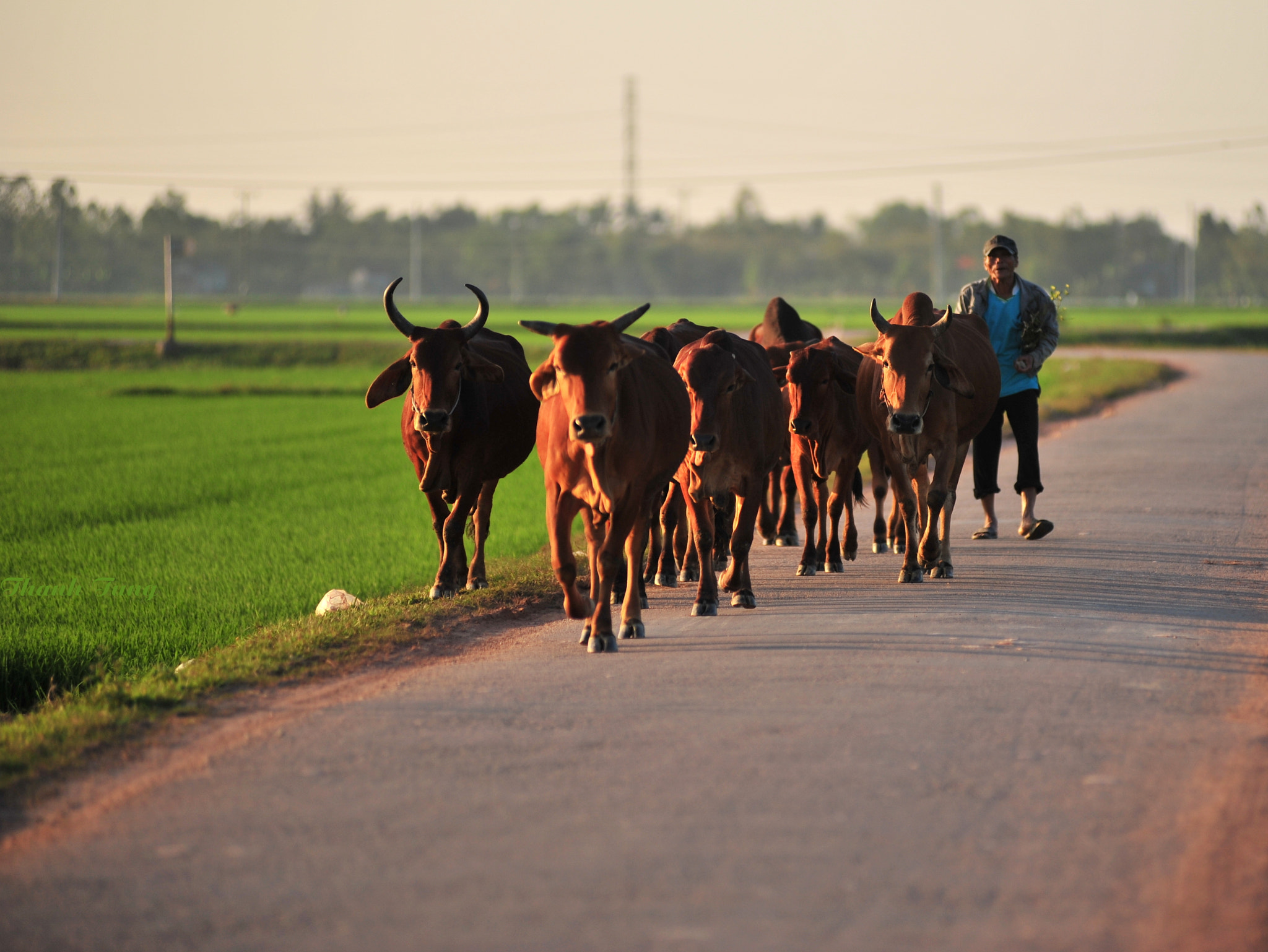 Nikon AF-Nikkor 80-200mm F2.8D ED sample photo. The farmer comes back home from work photography