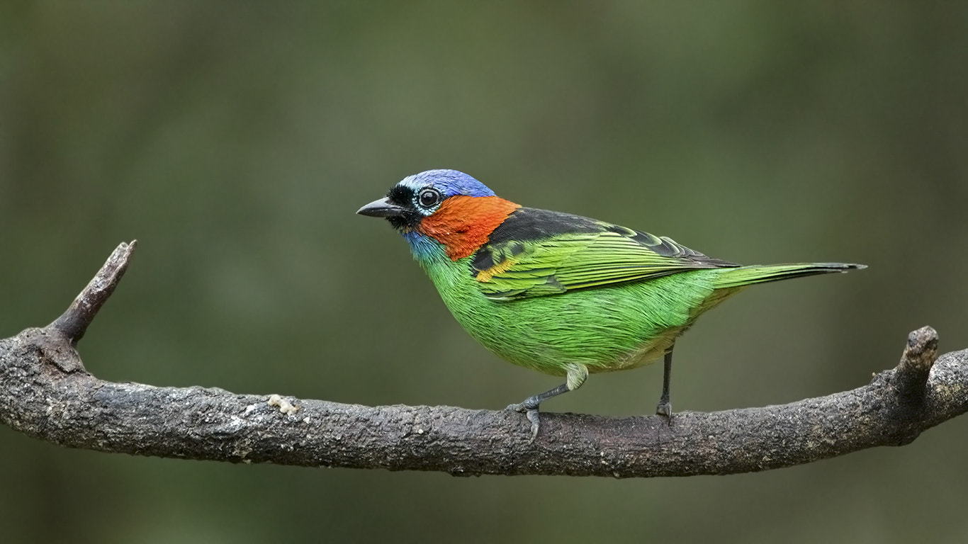 Canon EF 100-400mm F4.5-5.6L IS USM sample photo. Tangara cyanocephala photography