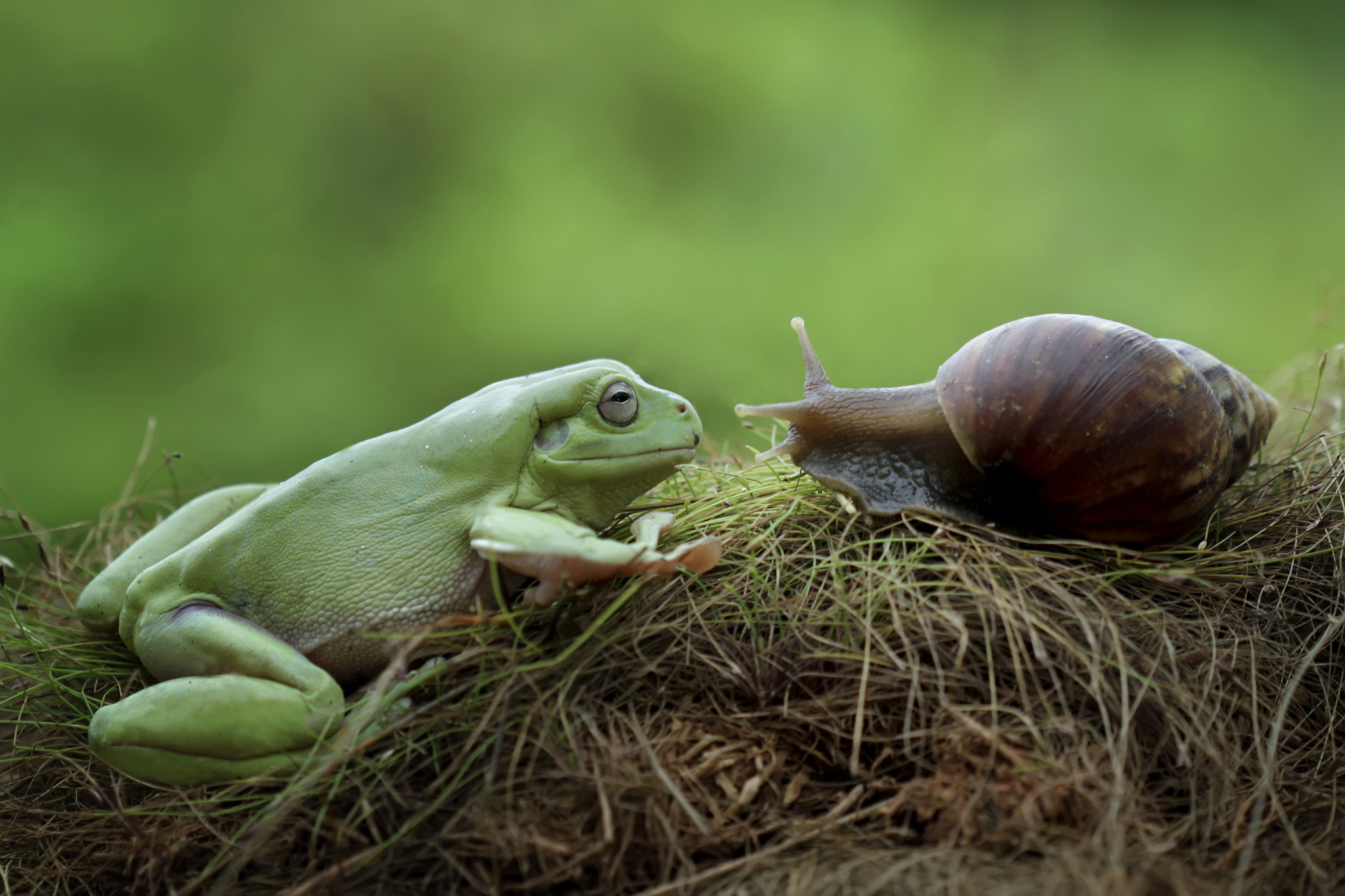 Canon EOS 7D + Canon EF 100mm F2.8 Macro USM sample photo. Frog meet friends photography