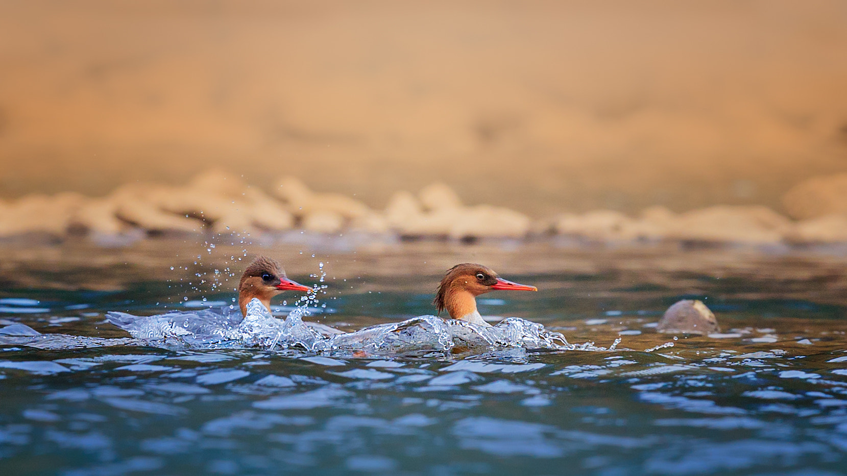 Canon EF 600mm F4L IS II USM sample photo