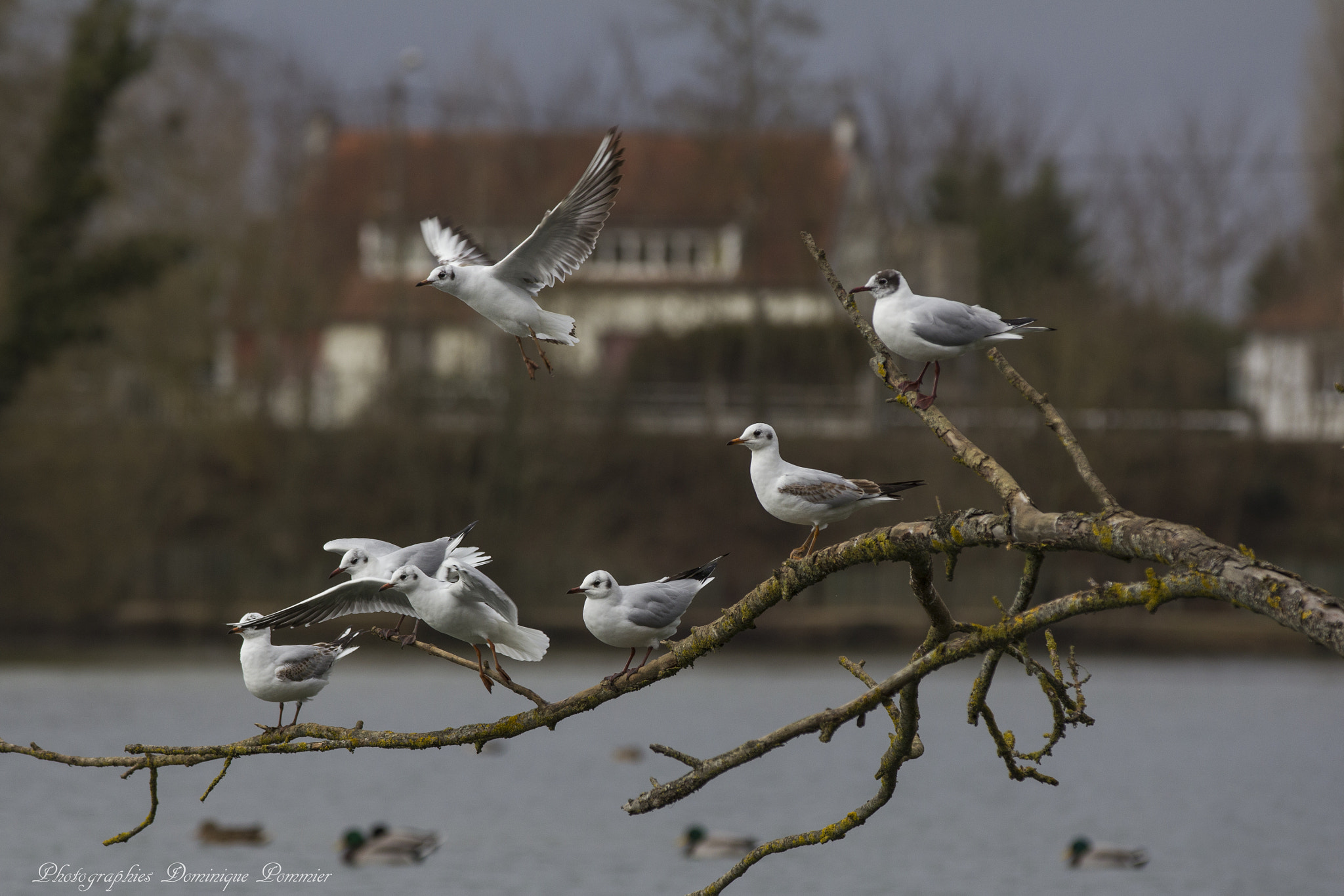 Canon EF 70-200mm F2.8L IS II USM sample photo. Mouettes photography
