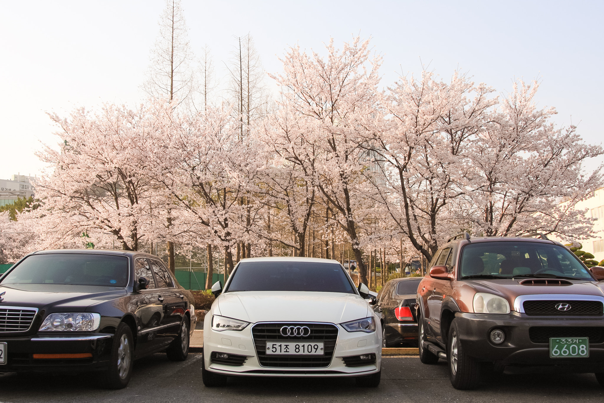 Canon EOS 40D + Canon EF 24-105mm F4L IS USM sample photo. Cherry blossom in korea photography