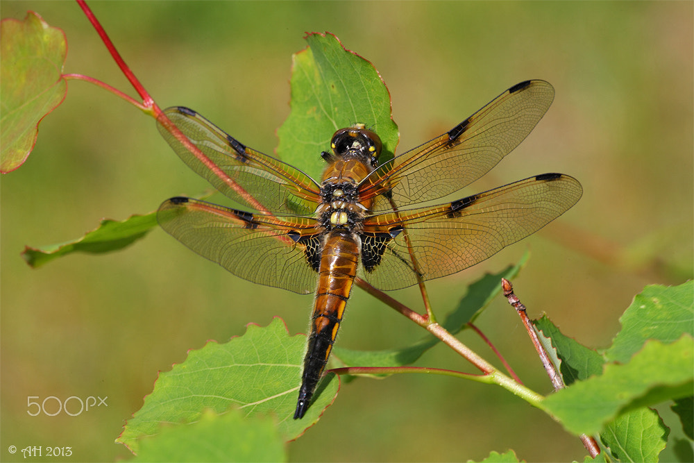 Canon EOS 5D Mark II sample photo. The four-spotted chaser (libellula quadrimaculata) photography
