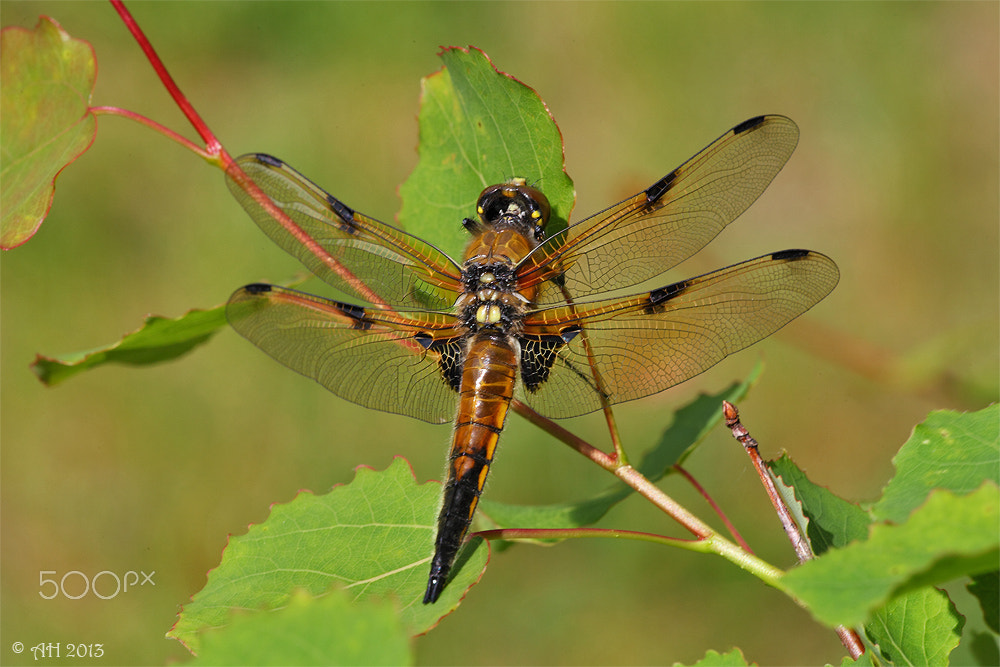 Sigma APO Macro 150mm f/2.8 EX DG HSM sample photo. The four-spotted chaser (libellula quadrimaculata) photography