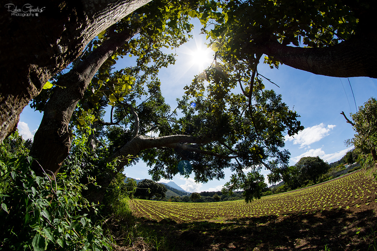 Nikon D7200 + Samyang 8mm F3.5 Aspherical IF MC Fisheye sample photo. Harvest time photography