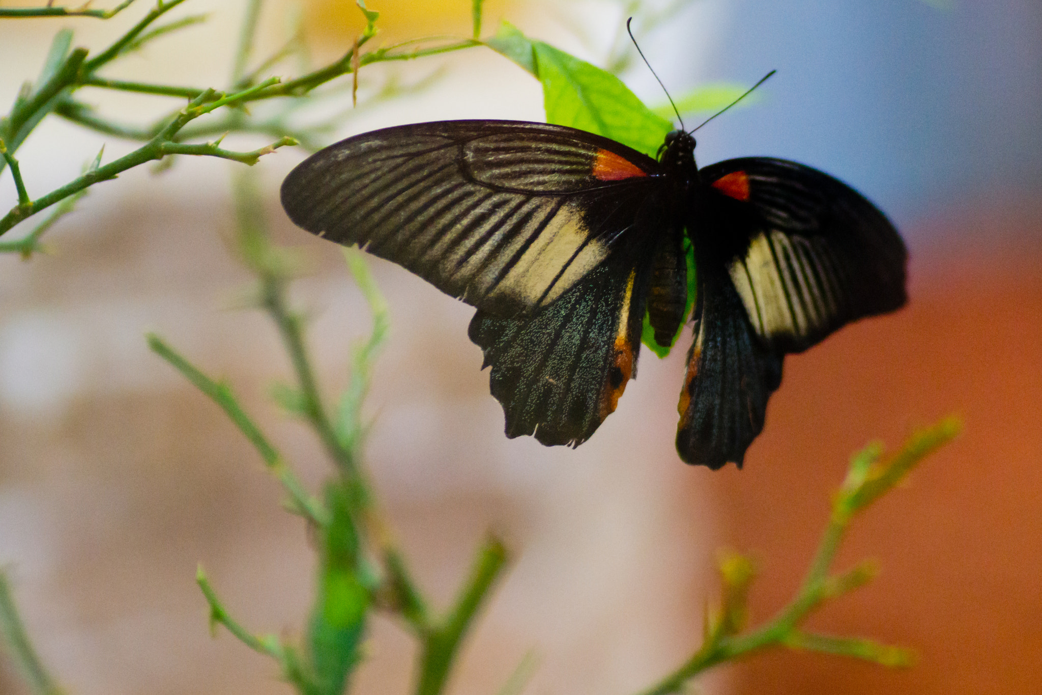 Sony SLT-A77 + Tamron SP AF 90mm F2.8 Di Macro sample photo. Papilio lowi photography