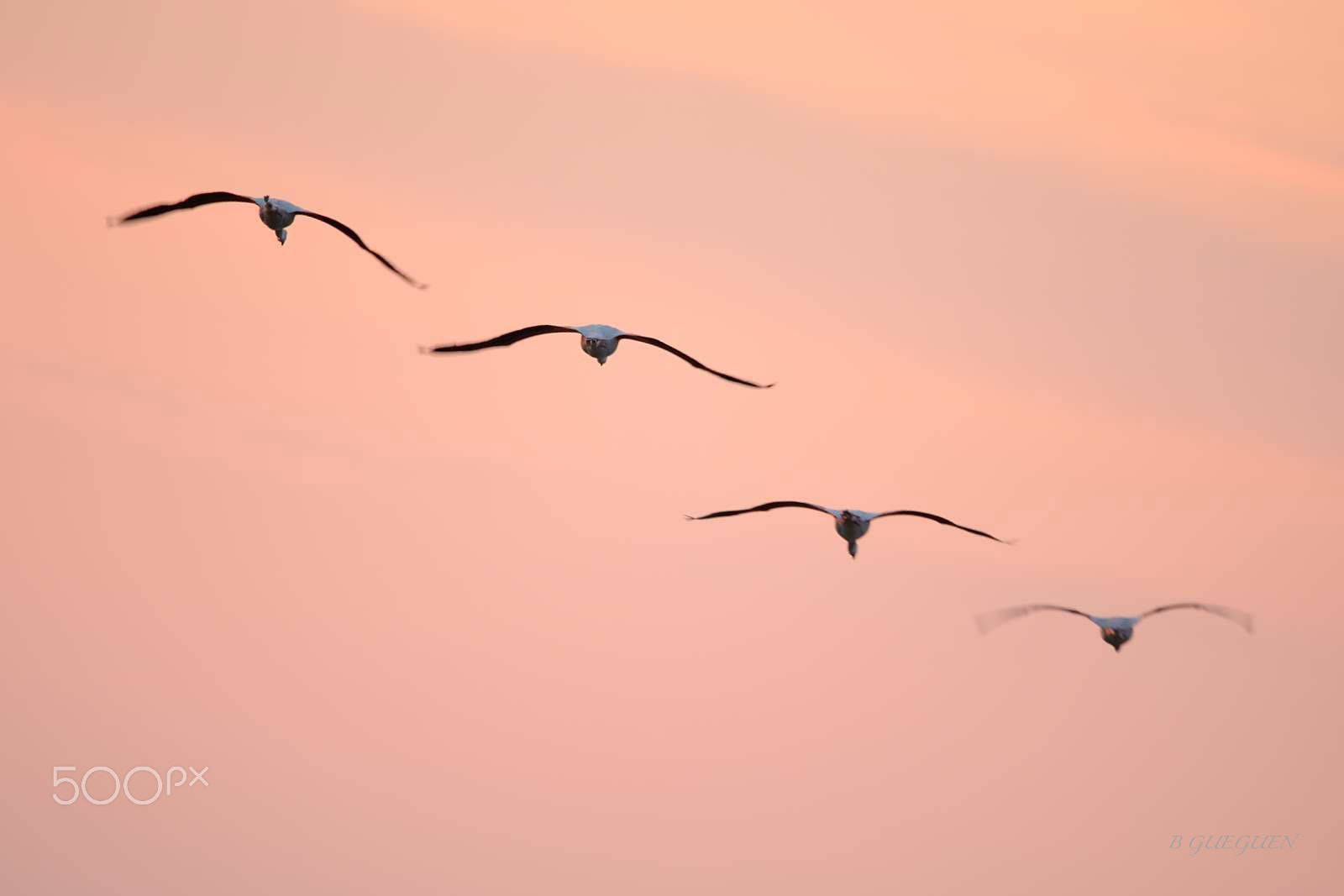 Nikon AF-S Nikkor 600mm F4G ED VR sample photo. Flamingo photography
