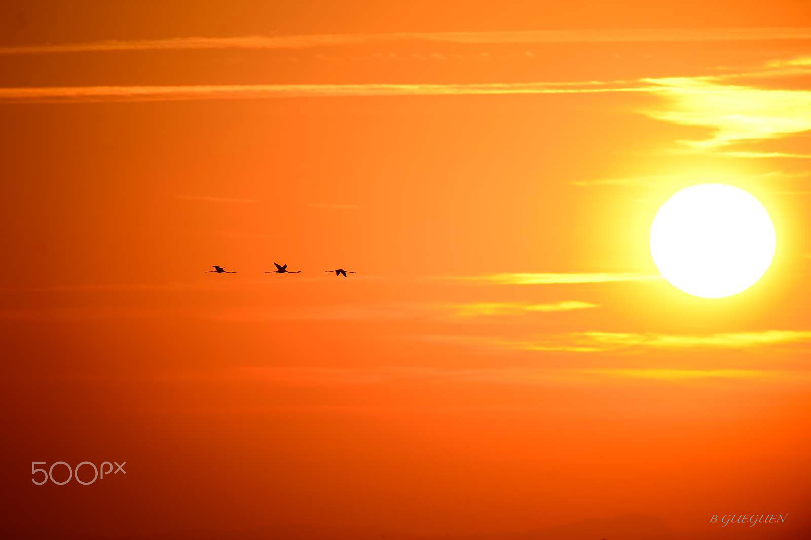 Nikon D4 + Nikon AF-S Nikkor 600mm F4G ED VR sample photo. Flamingo photography