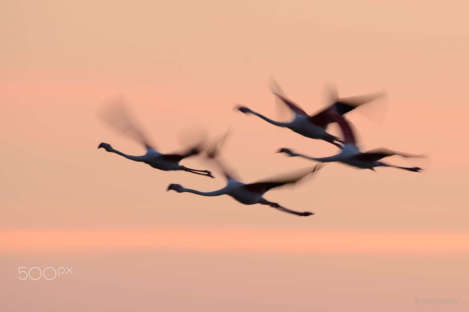 Nikon D4 sample photo. Flamingo photography
