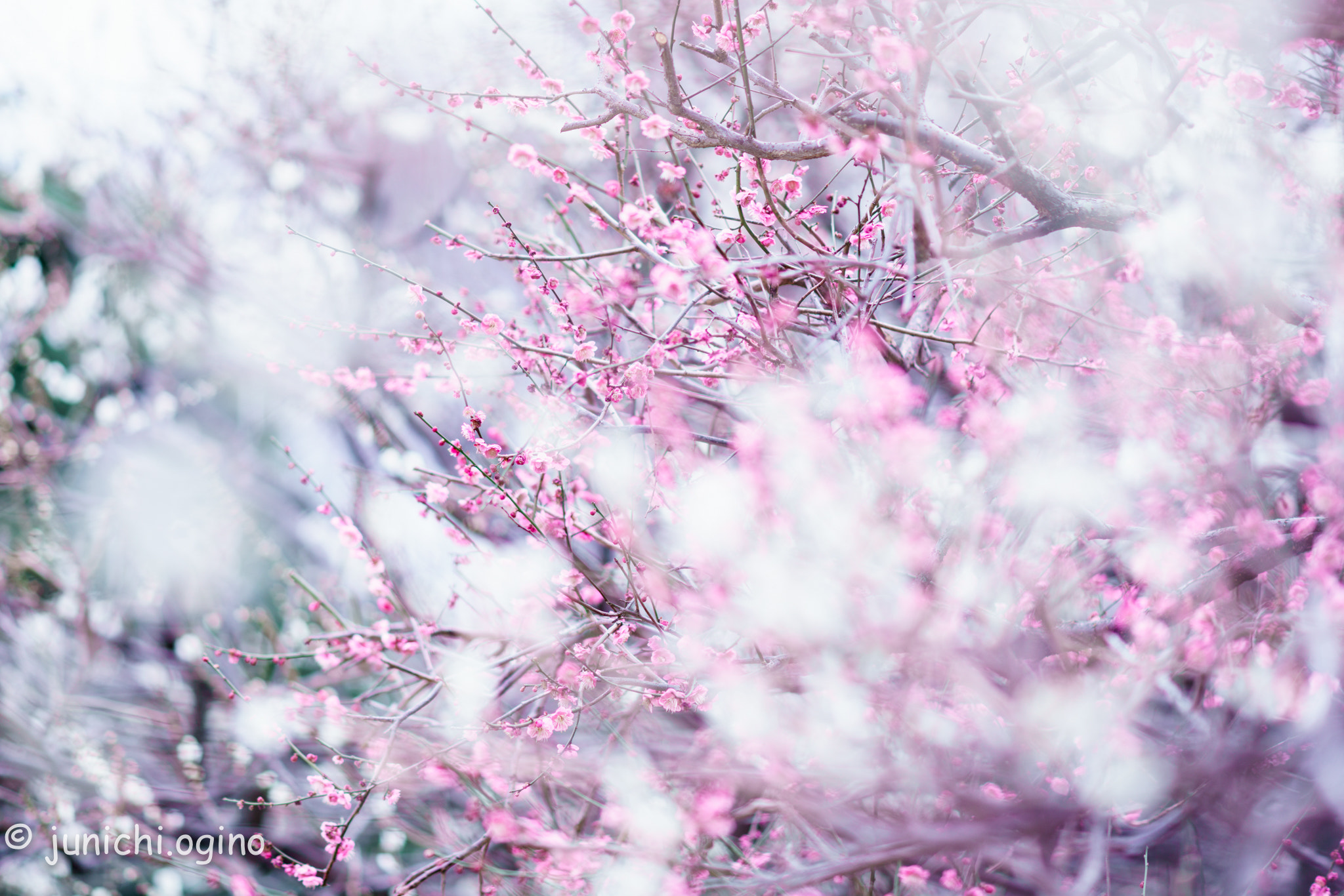 Sony Sonnar T* 135mm F1.8 ZA sample photo. Blend photography