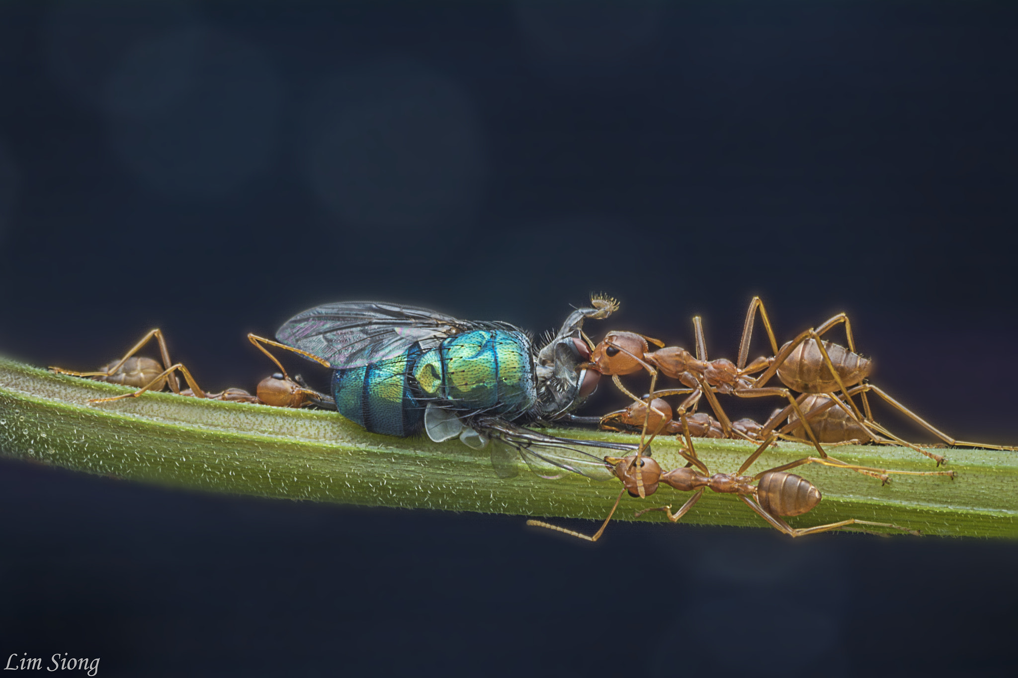 Sigma 70-300mm F4-5.6 APO DG Macro sample photo. Togetherness photography