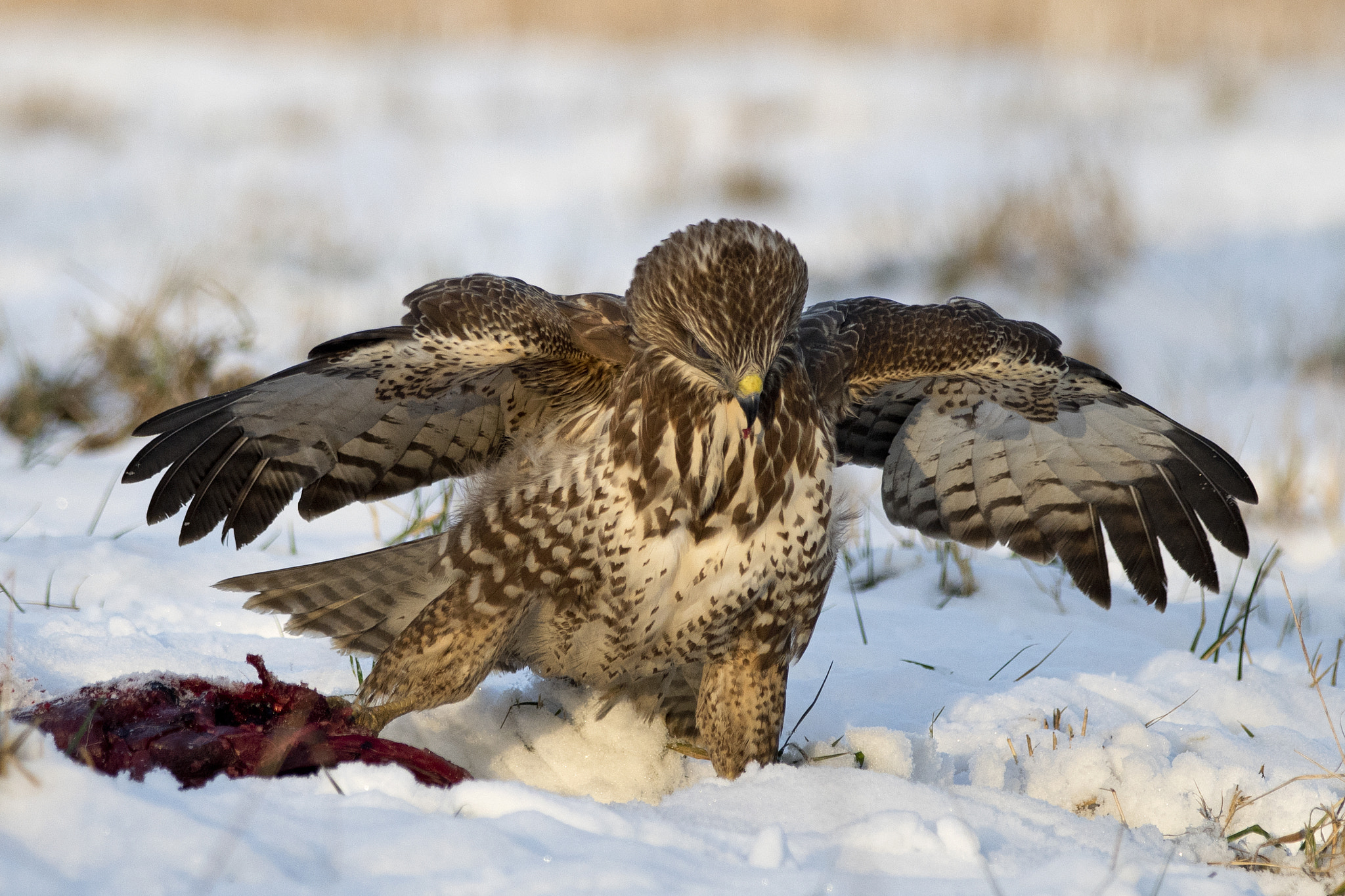 Nikon D500 sample photo. Common buzzard photography