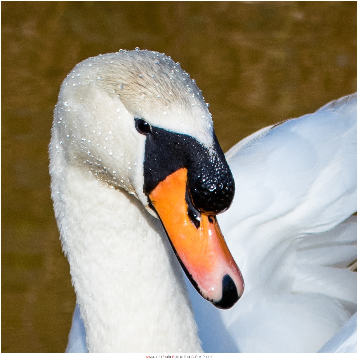 Tamron SP 35mm F1.8 Di VC USD sample photo. Swan photography