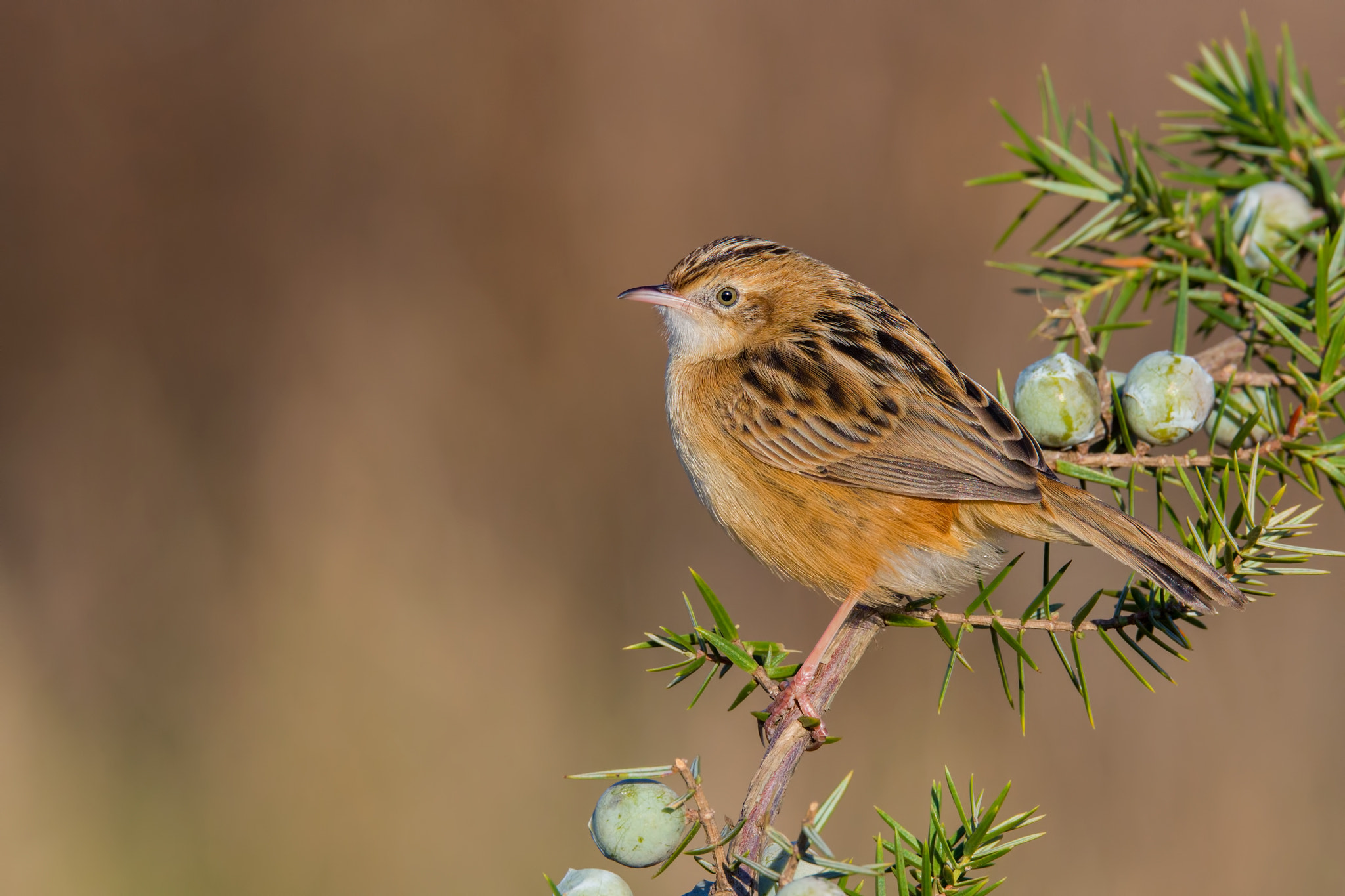 Nikon D810 sample photo. Zitting cisticola on juniper photography