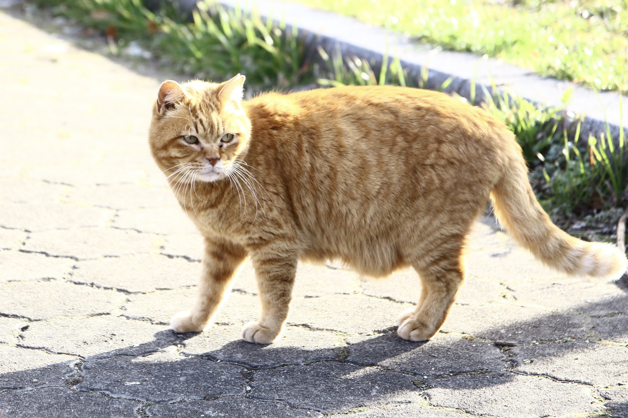 Canon EOS 700D (EOS Rebel T5i / EOS Kiss X7i) + Canon EF 500mm F4L IS USM sample photo. Cute cat photography